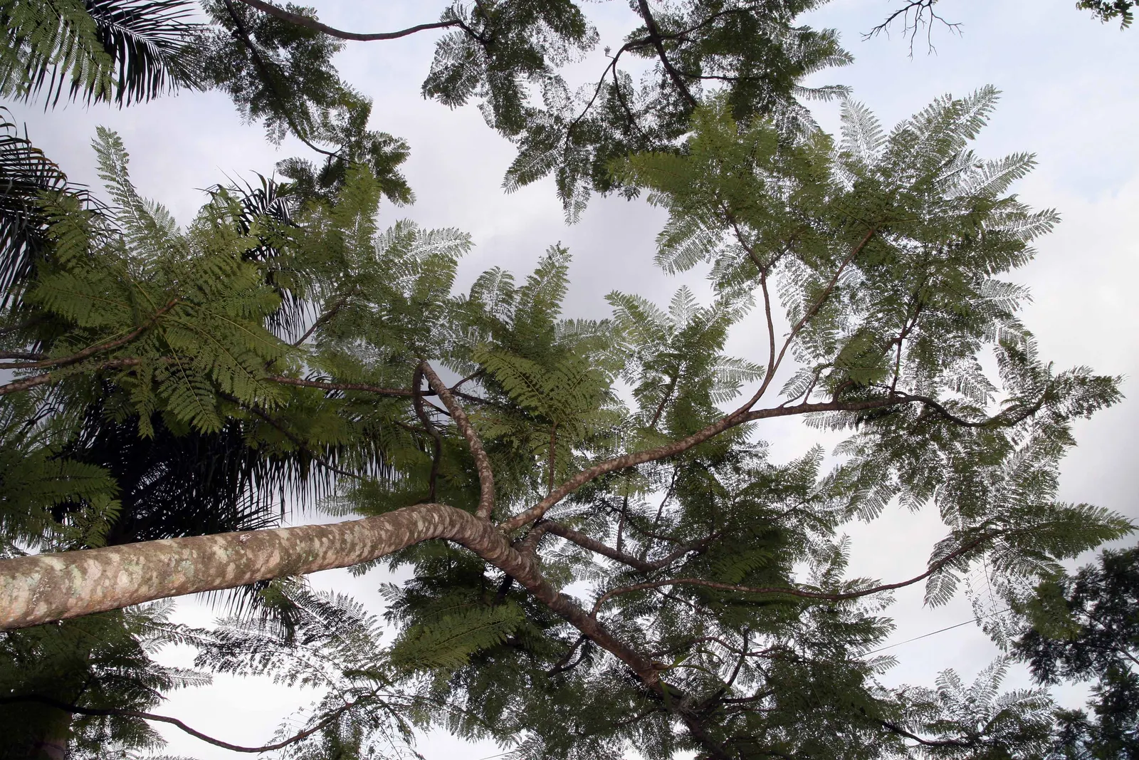 Jacaranda (Jacaranda Mimosifolia) — This deciduous tree matures to 25-50 feet in height and spreads 15-30 feet; each about 1.5 inches long, image 127