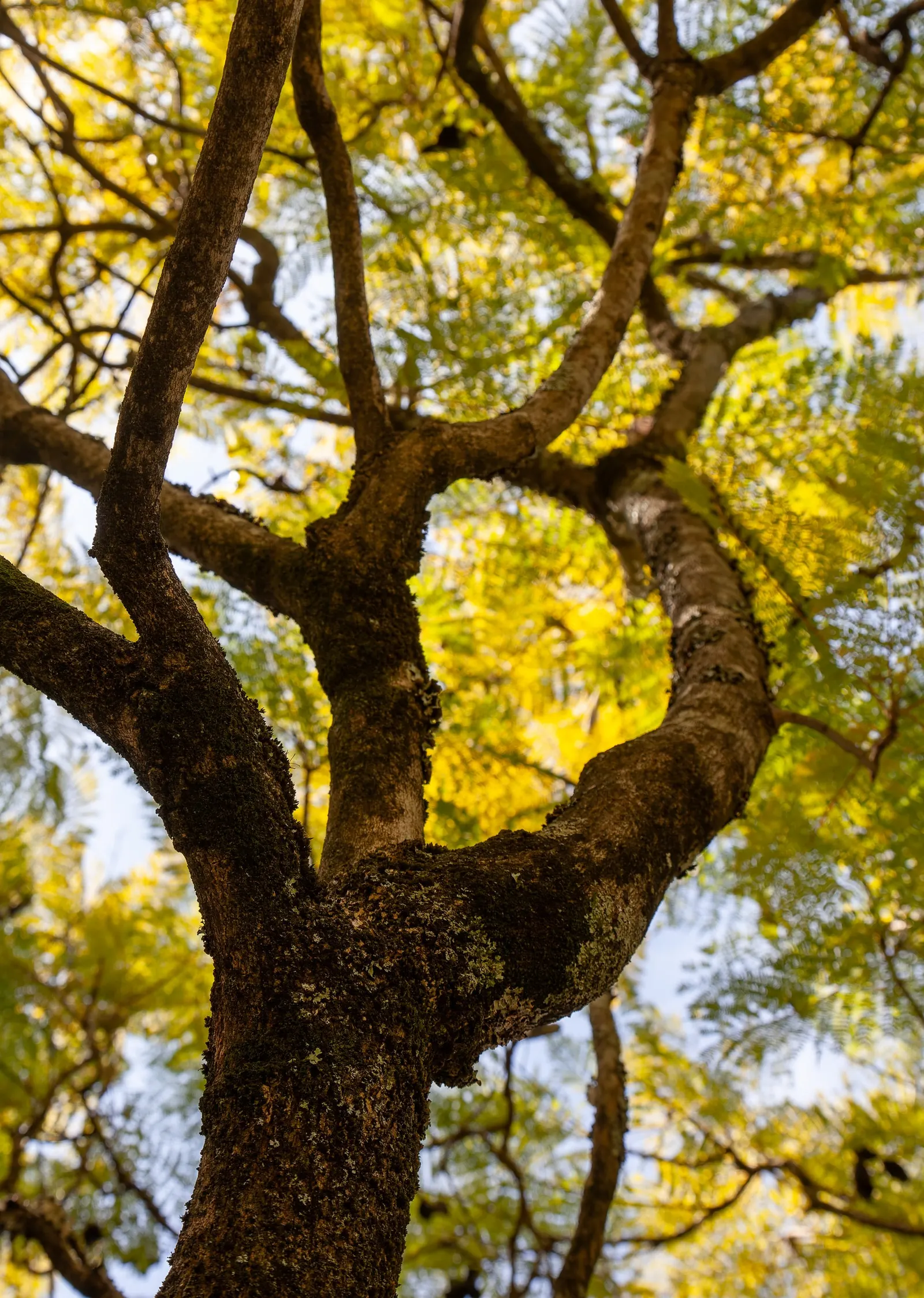 Jacaranda (Jacaranda Mimosifolia) — reminiscent of the mimosa tree; it features finely textured