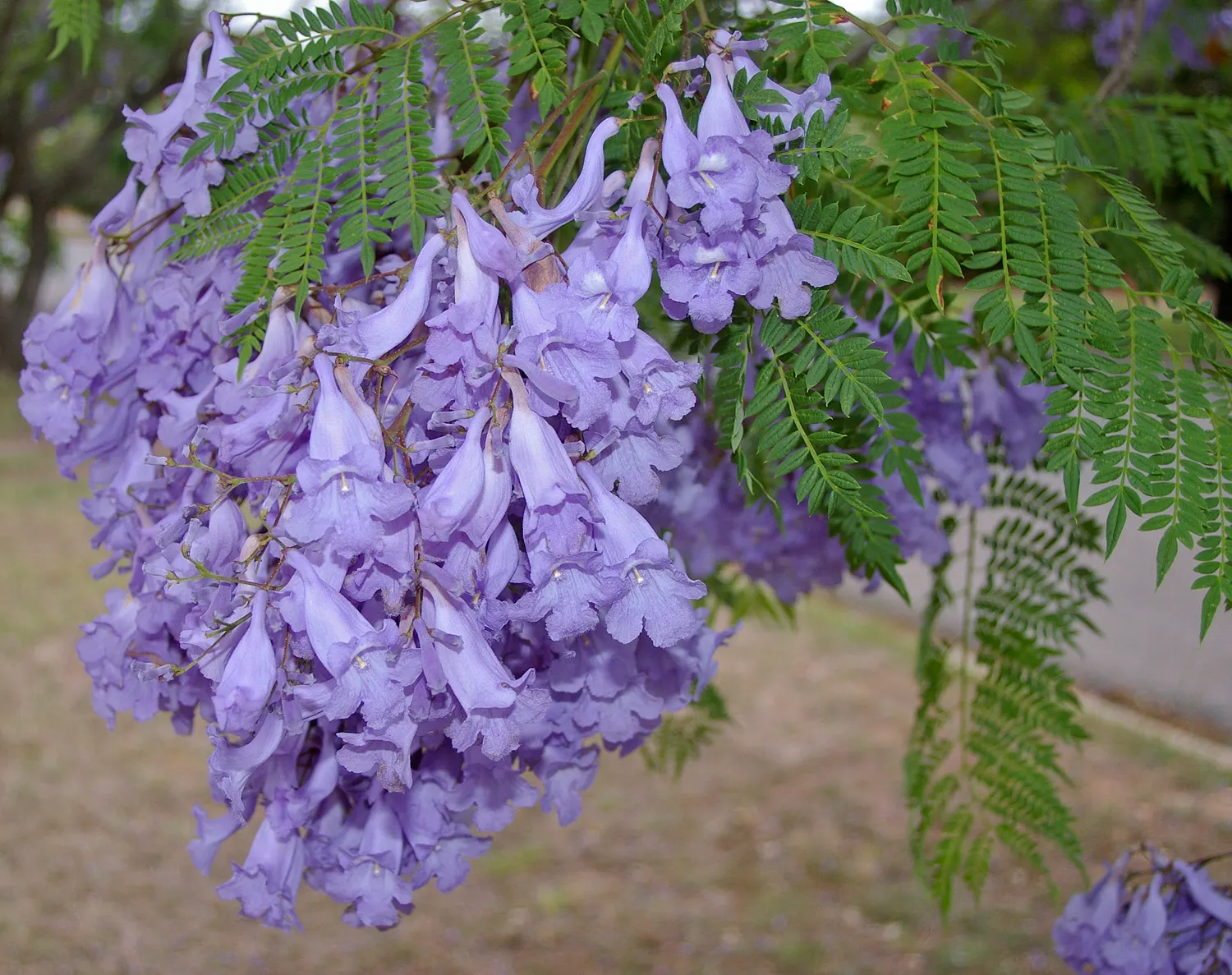 Jacaranda (Jacaranda Mimosifolia) — commonly referred to as just Jacaranda; with moderate growth rates of about 2 feet or more per year, image 107