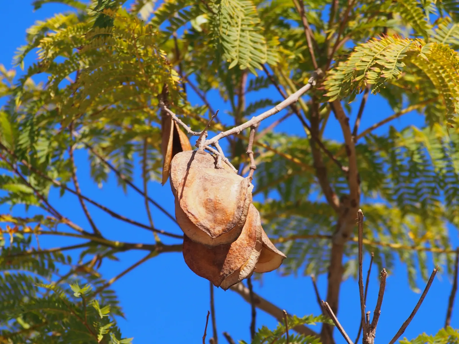 Jacaranda (Jacaranda Mimosifolia) — the Jacaranda requires ample space to accommodate its broad; while the tree is drought-tolerant once established, it