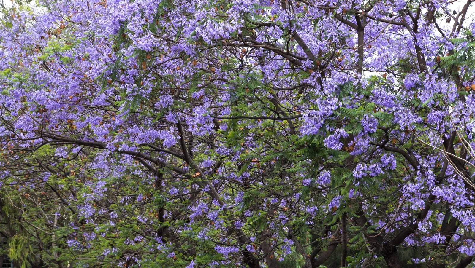 Jacaranda (Jacaranda Mimosifolia) — Prefers well-drained soil and is drought-tolerant once established; tree for full