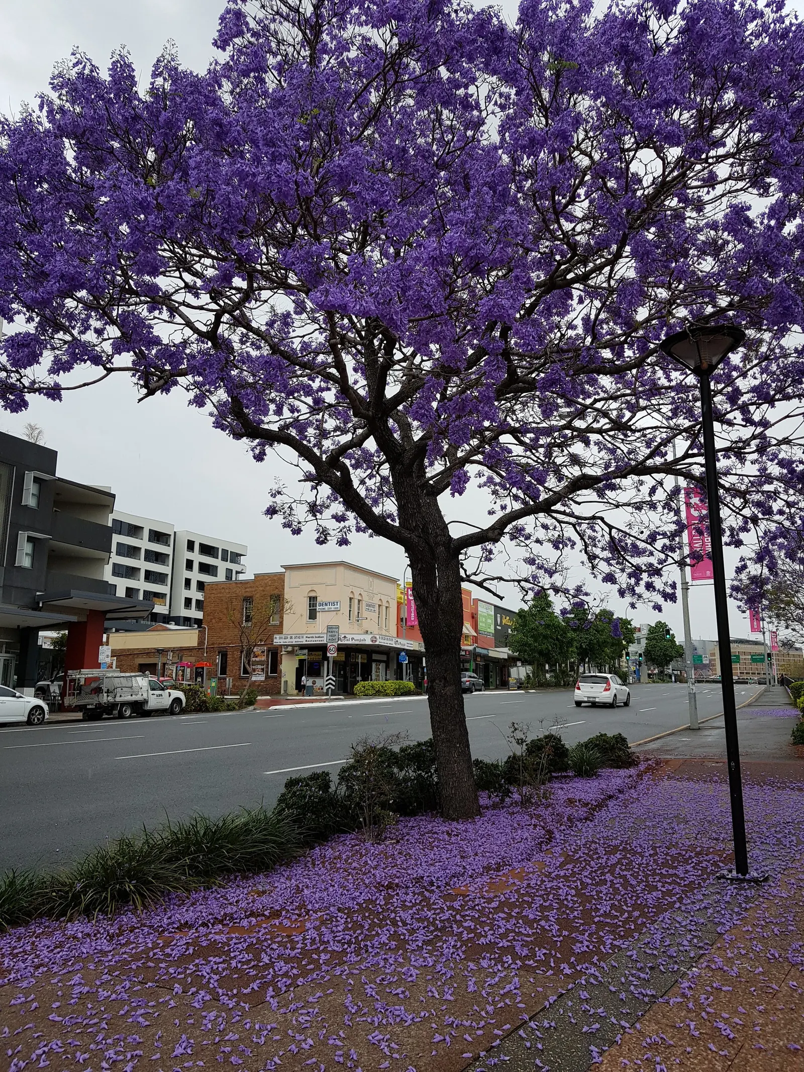 Jacaranda (Jacaranda Mimosifolia) — and somewhat irregular crown; this deciduous tree matures to 25-50 feet in height and spreads 15-30 feet, image 115