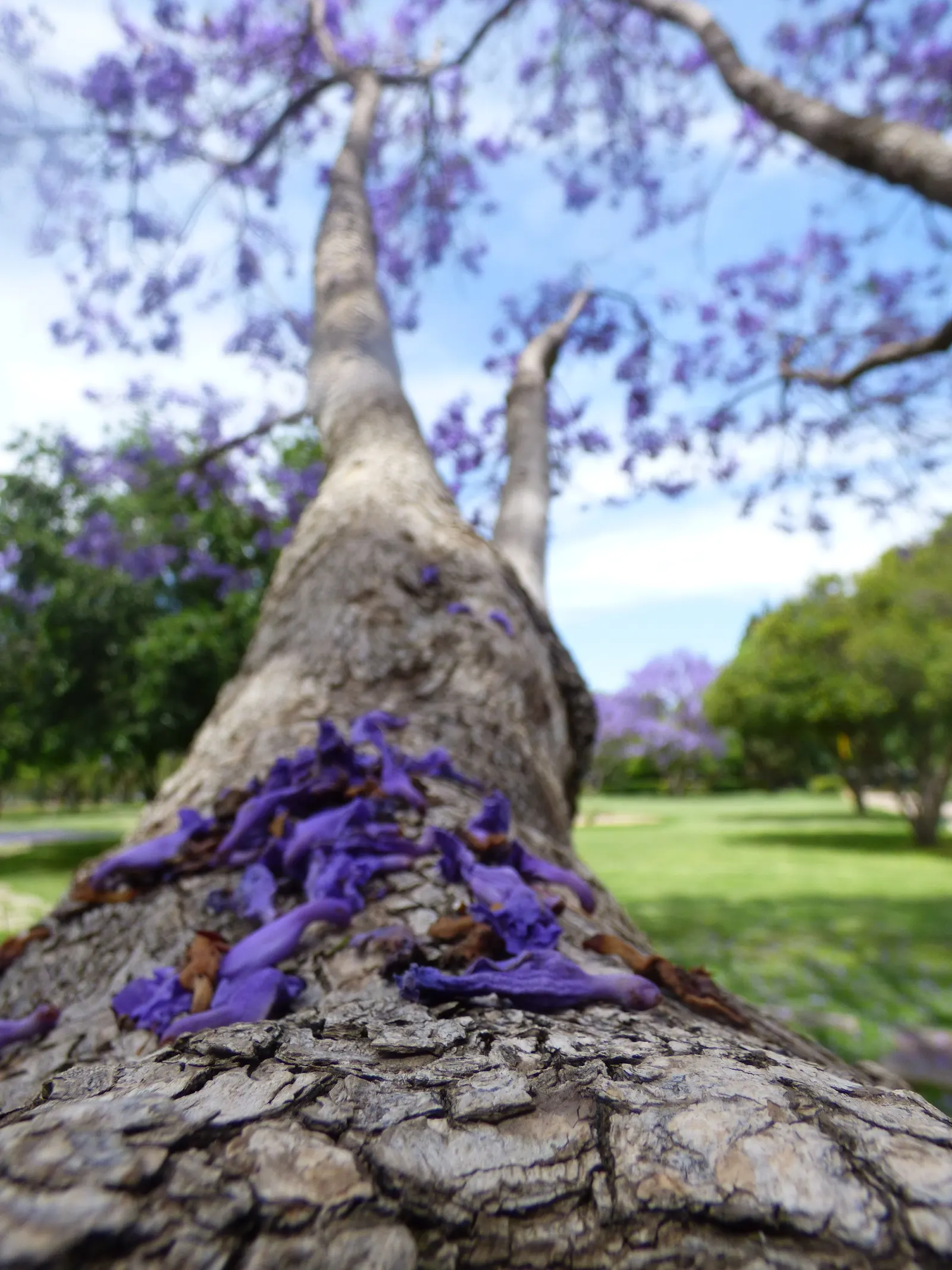 Jacaranda (Jacaranda Mimosifolia) — blue flowers in the garden; is a captivating tree appreciated for its stunning display of purple blossoms, image 98