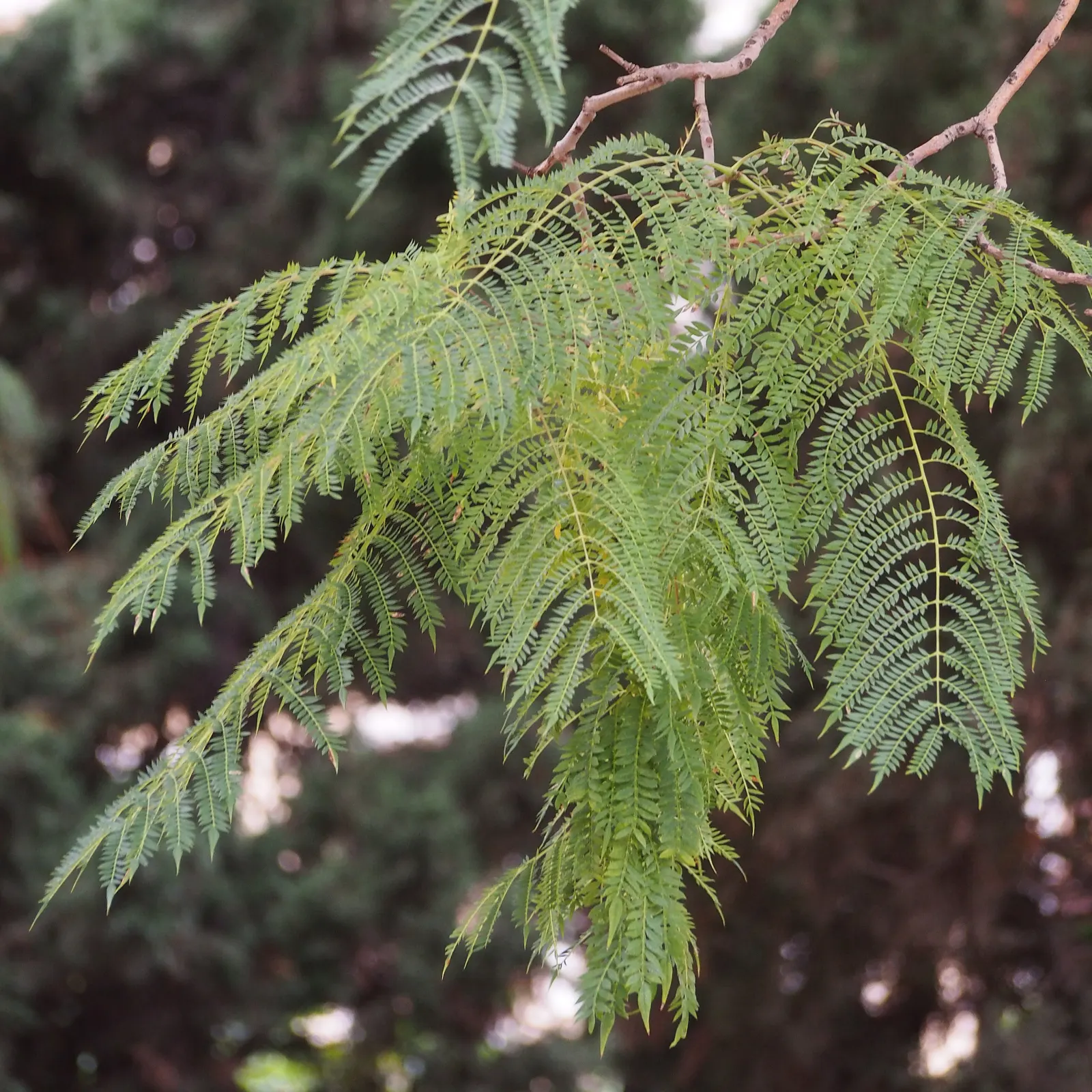 Jacaranda (Jacaranda Mimosifolia) — tree with blue blooms; and somewhat irregular crown, image 124