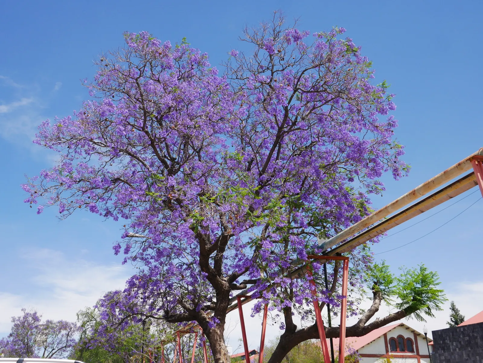 Jacaranda (Jacaranda Mimosifolia) — Its fern-like foliage offers dappled shade; which provides dappled shade and a delicate appearance.<br><br>When planning