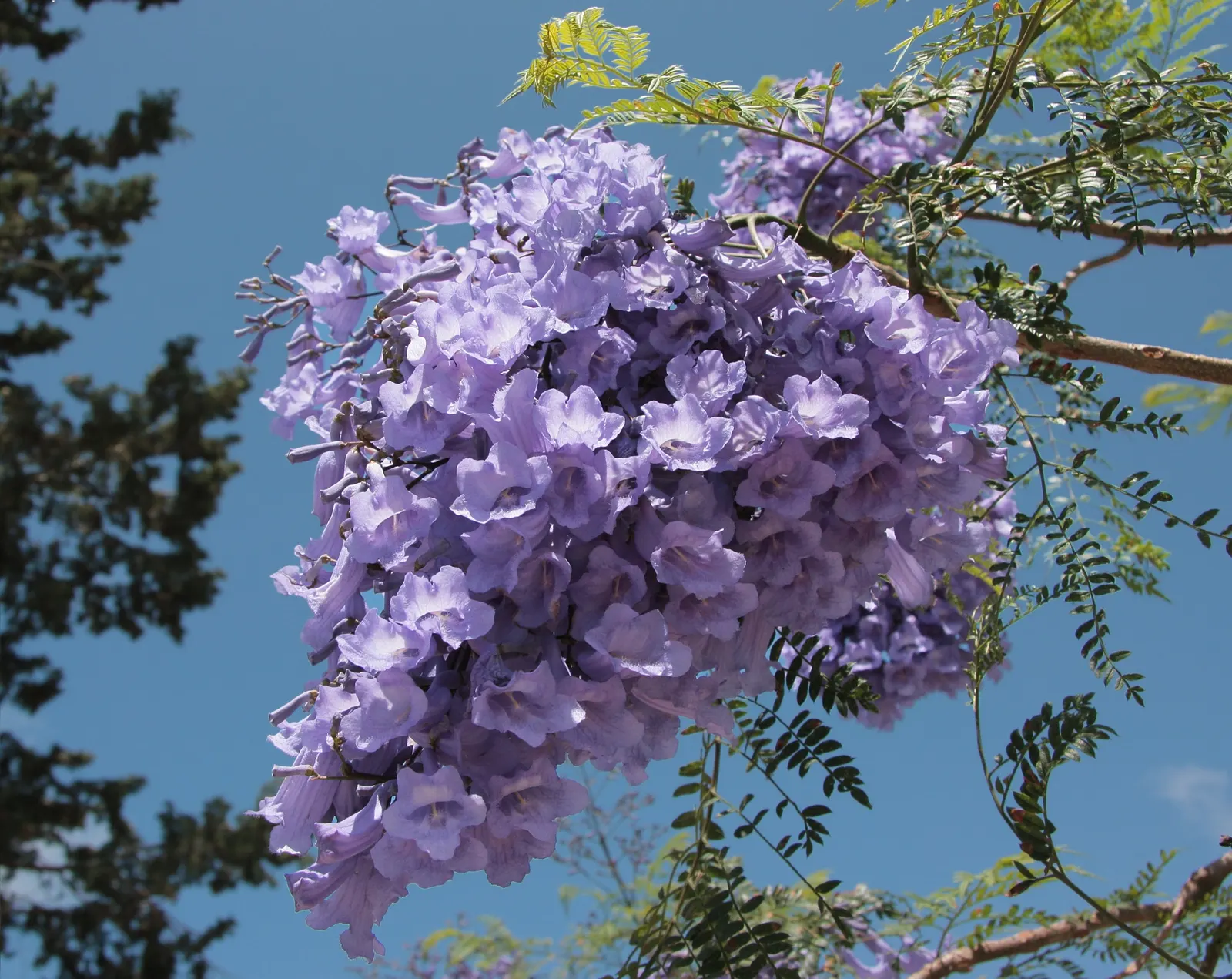 Jacaranda (Jacaranda Mimosifolia) — which provides dappled shade and a delicate appearance.<br><br>When planning for the Jacaranda; blue flowers in the garden