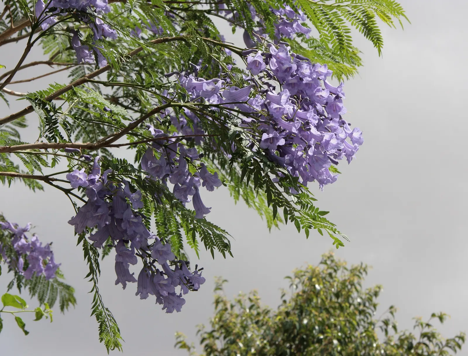 Jacaranda (Jacaranda Mimosifolia) — Blooms are best in warm climates (USDA zones 9-11) and add vibrant color to spring landscapes; commonly, image 130