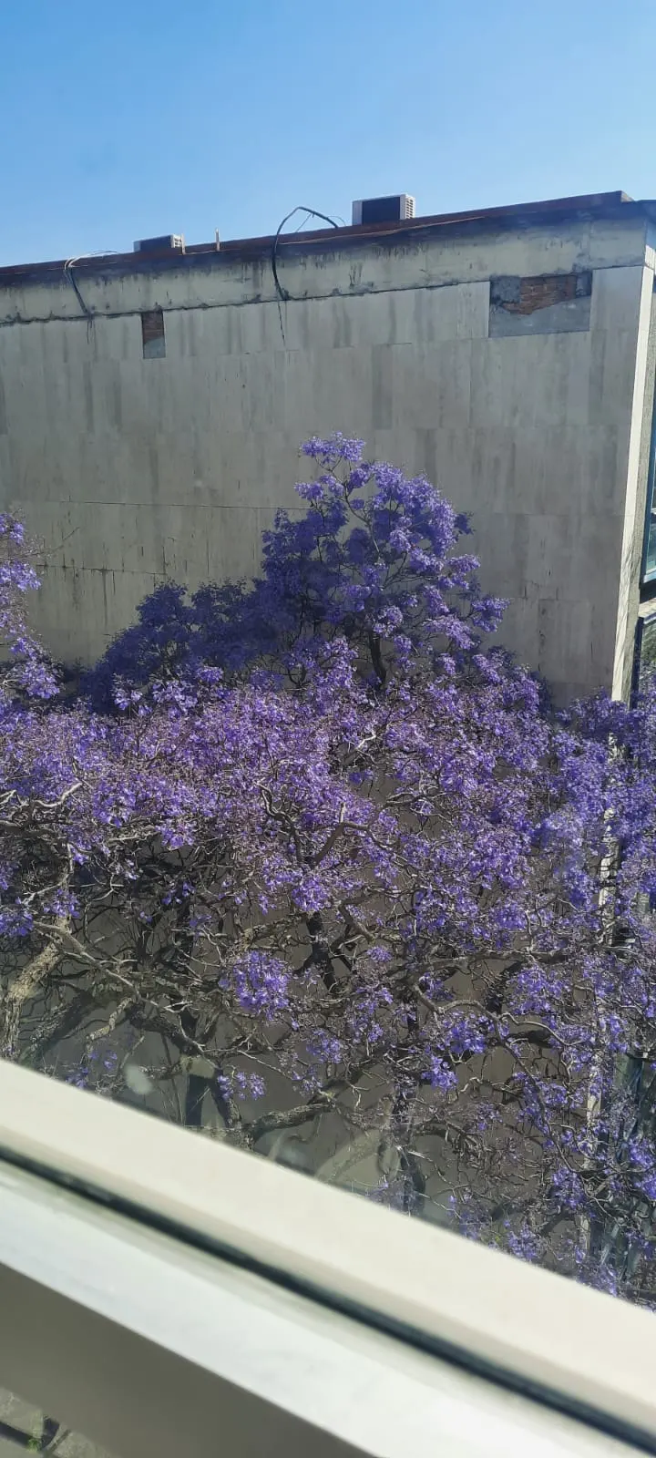 Jacaranda (Jacaranda Mimosifolia) — It features finely textured; particularly parts of Brazil and Argentina, image 116