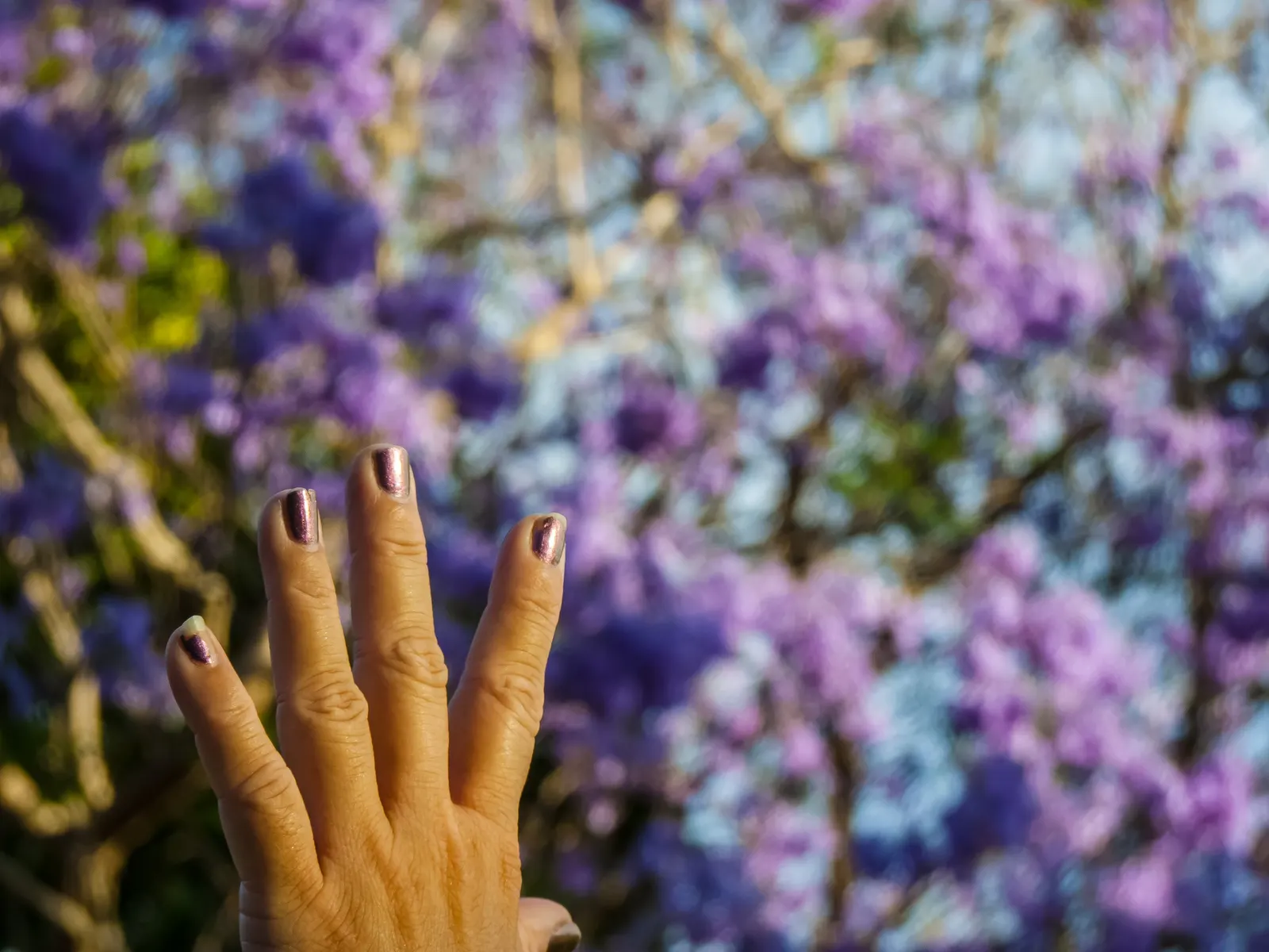 Jacaranda (Jacaranda Mimosifolia) — the tree provides a breathtaking spectacle, image 113