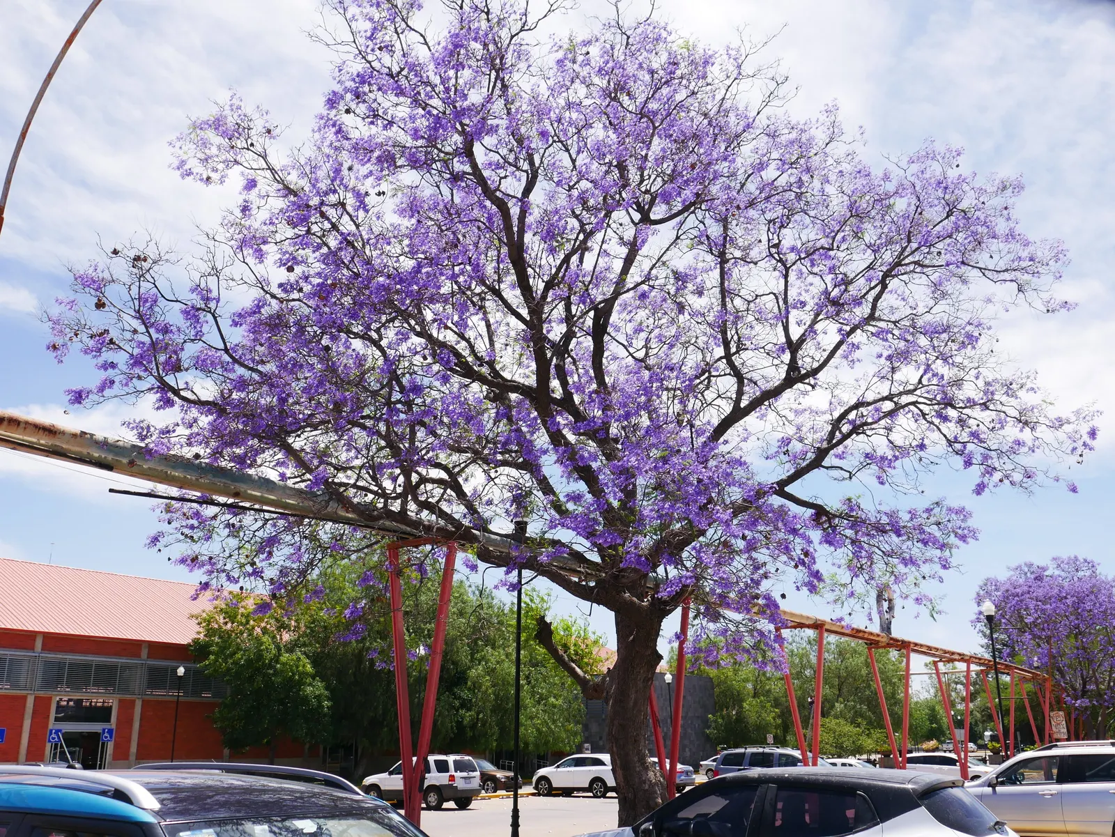 Jacaranda (Jacaranda Mimosifolia) — is a captivating tree appreciated for its stunning display of purple blossoms; its fern-like foliage offers, image 108