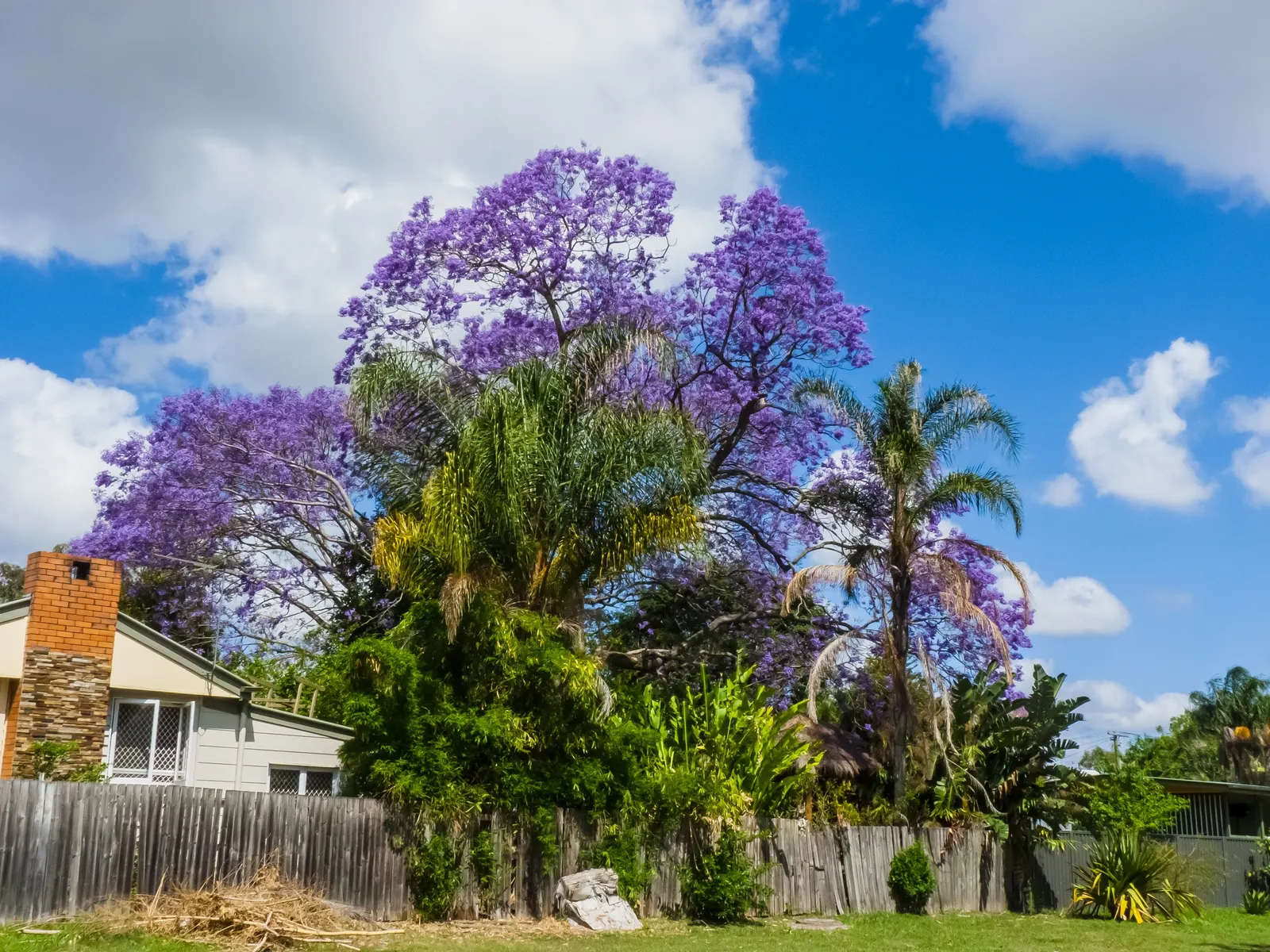 Jacaranda (Jacaranda Mimosifolia) — Blooms are best in warm climates (USDA zones 9-11) and add vibrant color to spring landscapes; commonly, image 105