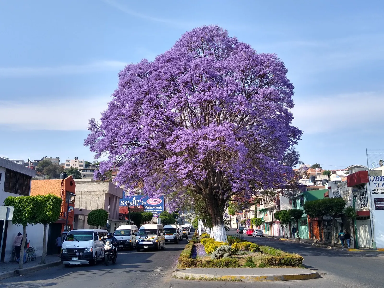 Jacaranda (Jacaranda Mimosifolia) — particularly parts of Brazil and Argentina; the Jacaranda comes to life with clusters of trumpet-shaped flowers, image 109