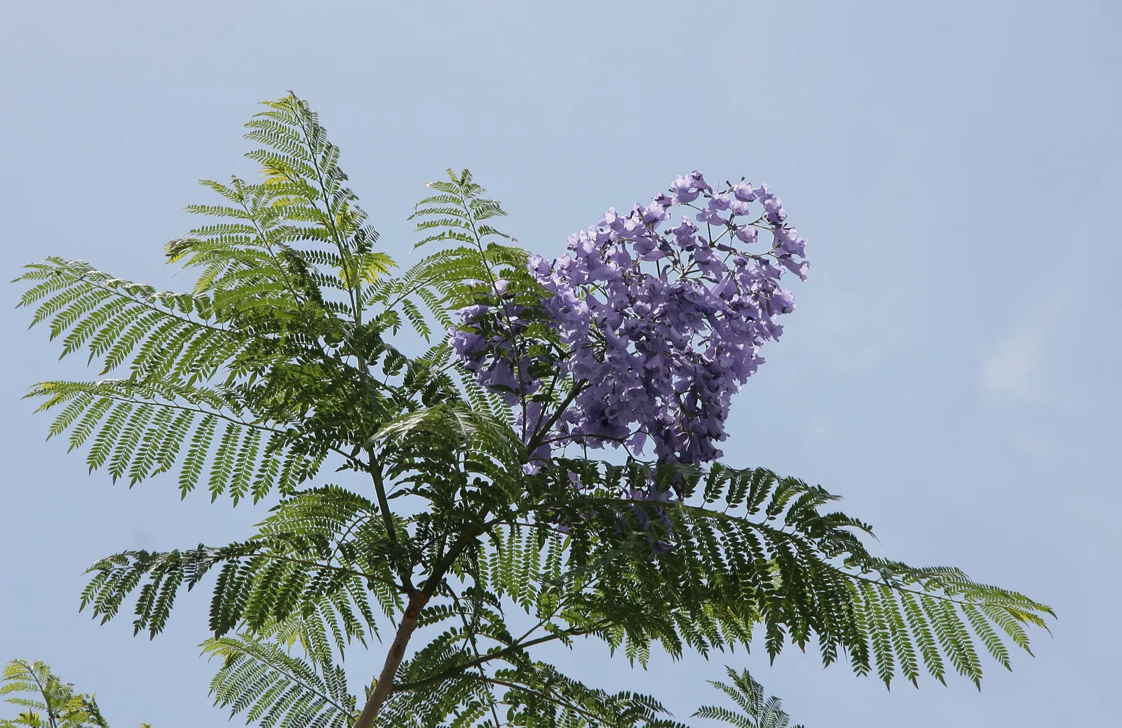 Jacaranda (Jacaranda Mimosifolia) — and streetscapes looking to add a tropical or subtropical touch; the Jacaranda mimosifolia, renowned for its captivating