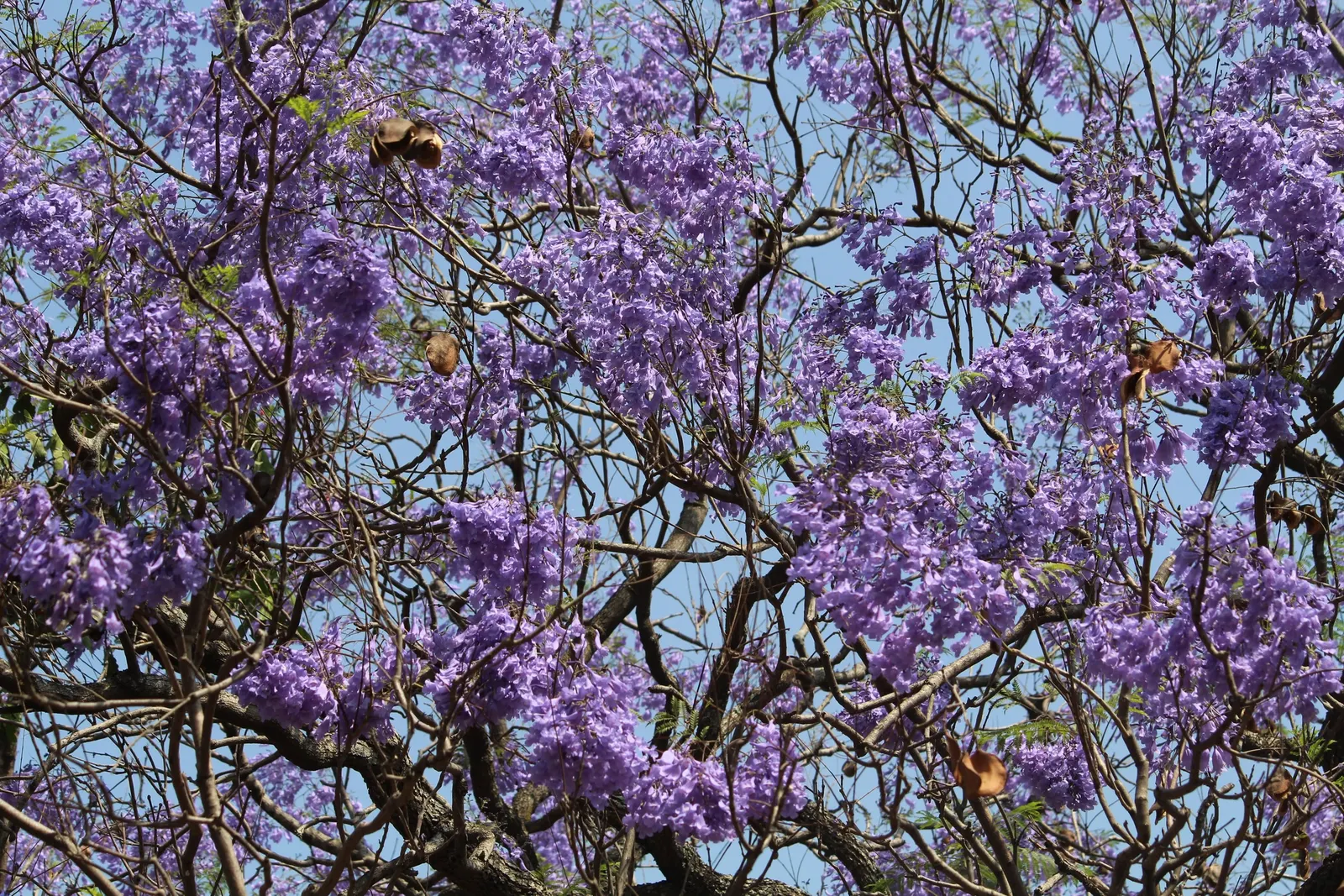 Jacaranda (Jacaranda Mimosifolia) — commonly referred to as just Jacaranda; with moderate growth rates of about 2 feet or more per year