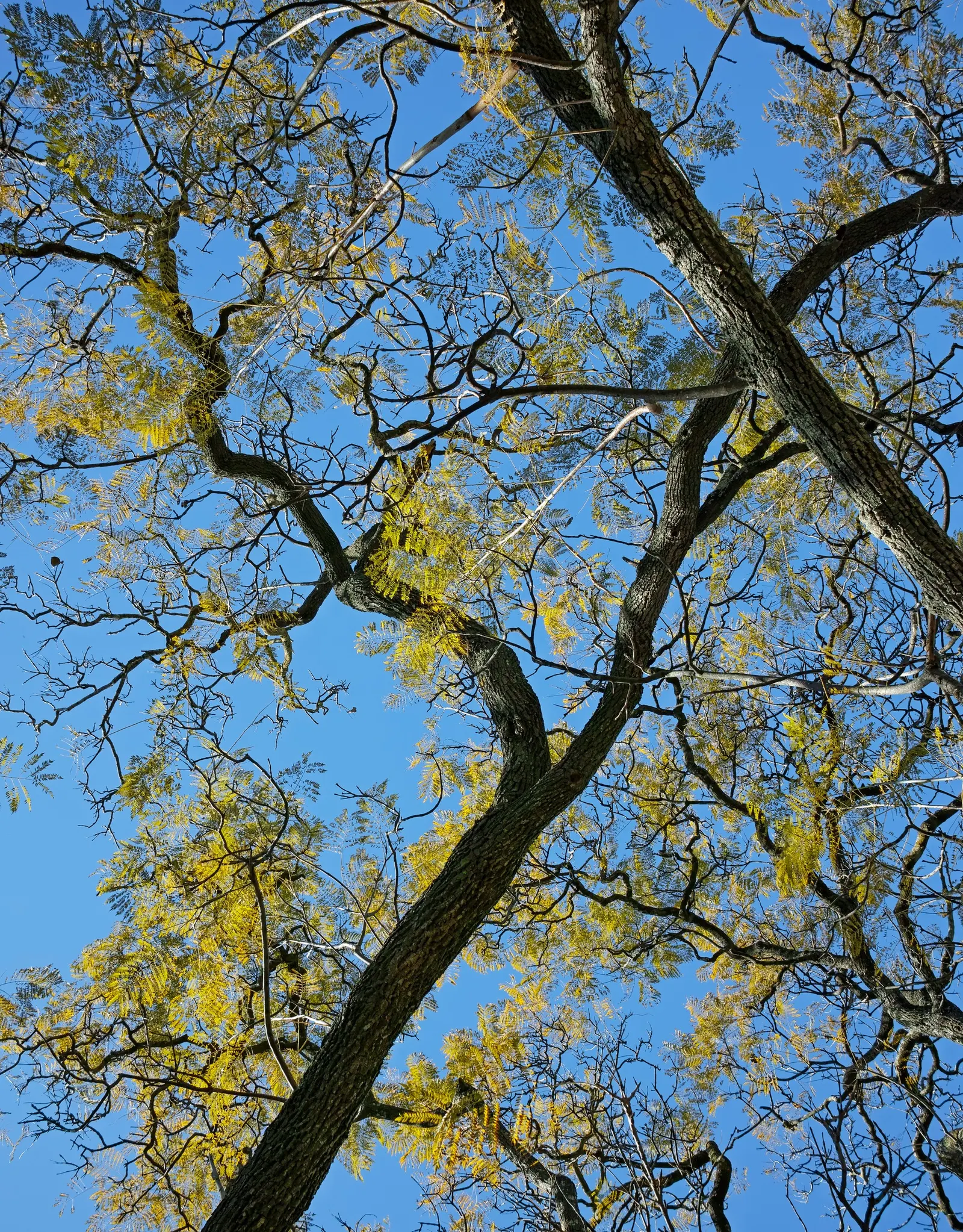 Jacaranda (Jacaranda Mimosifolia) — it's important to consider its preference for full sun and well-drained soil; blooms are best in warm climates (USDA zones