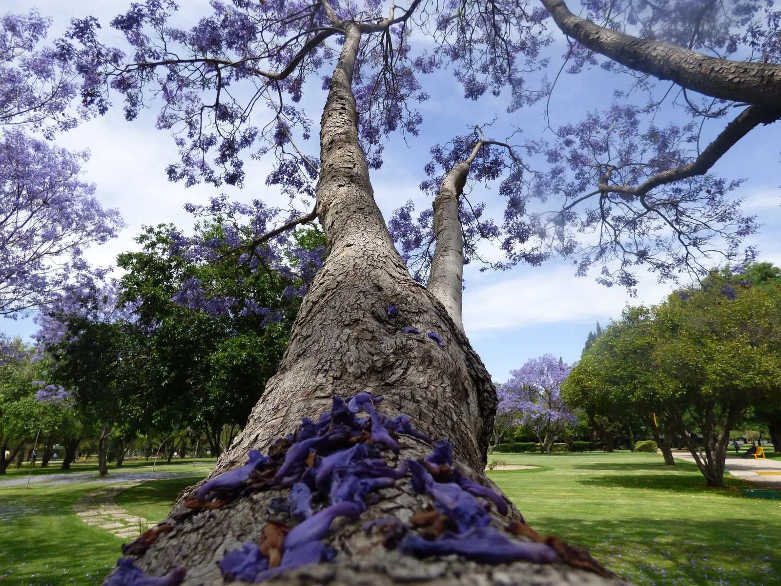 Jacaranda (Jacaranda Mimosifolia) — Plant in areas away from pools or walkways to avoid litter from fallen flowers; the Jacaranda requires ample, image 106