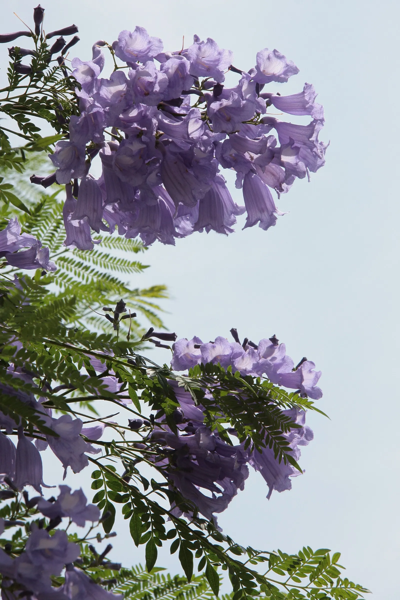 Jacaranda (Jacaranda Mimosifolia) — Prefers well-drained soil and is drought-tolerant once established; tree for full, image 129