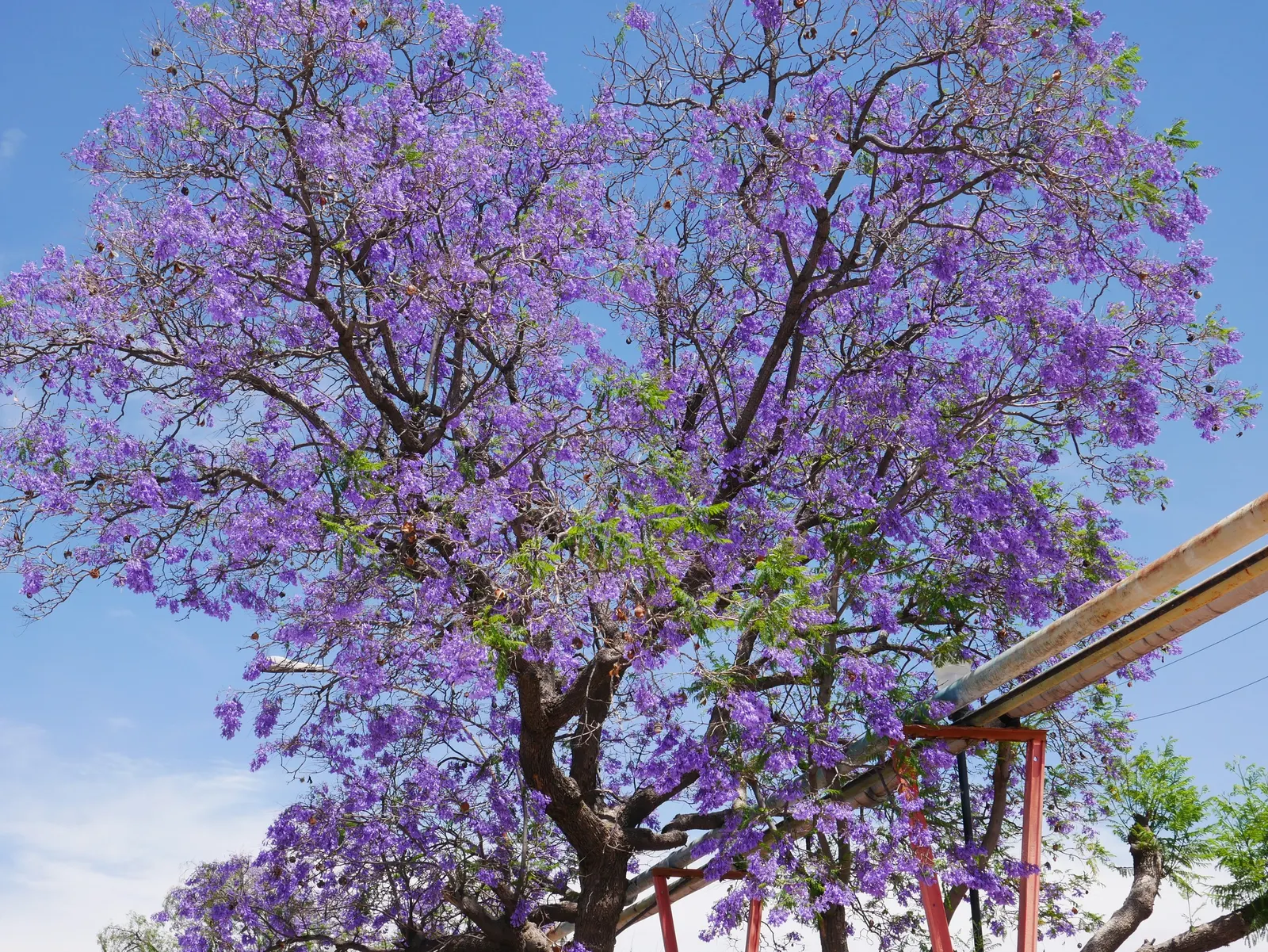 Jacaranda (Jacaranda Mimosifolia) — the Jacaranda comes to life with clusters of trumpet-shaped flowers; reminiscent of the mimosa tree, image 110