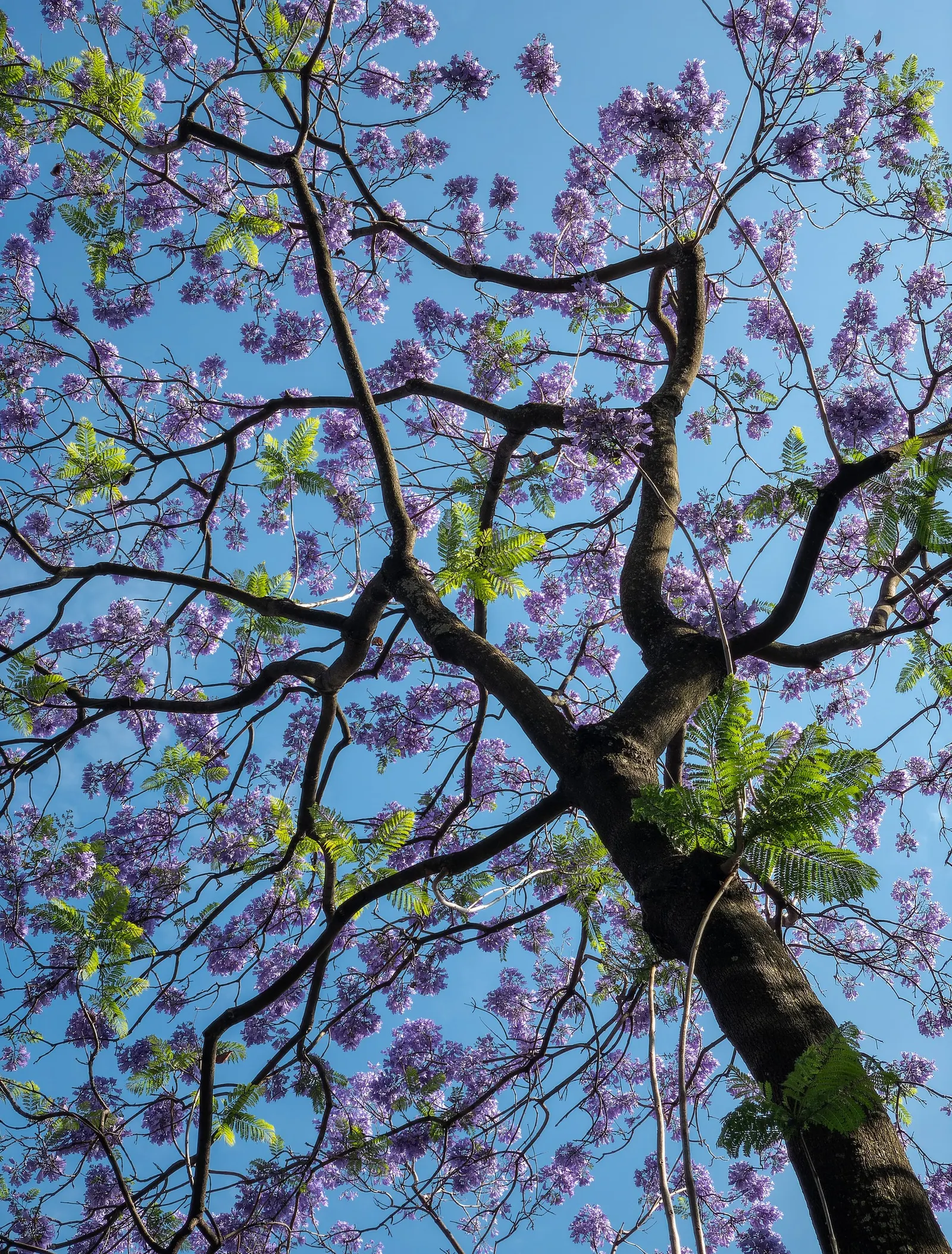 Jacaranda (Jacaranda Mimosifolia) — It features finely textured; particularly parts of Brazil and Argentina