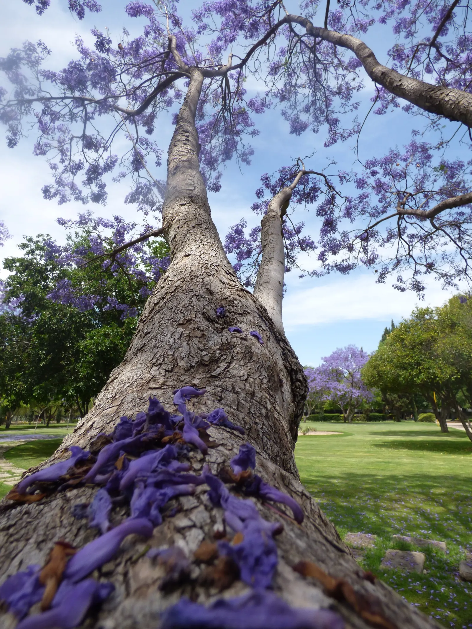 Jacaranda (Jacaranda Mimosifolia) — The Jacaranda mimosifolia, renowned for its captivating purple blossoms, thrives under full sun; prefers, image 101