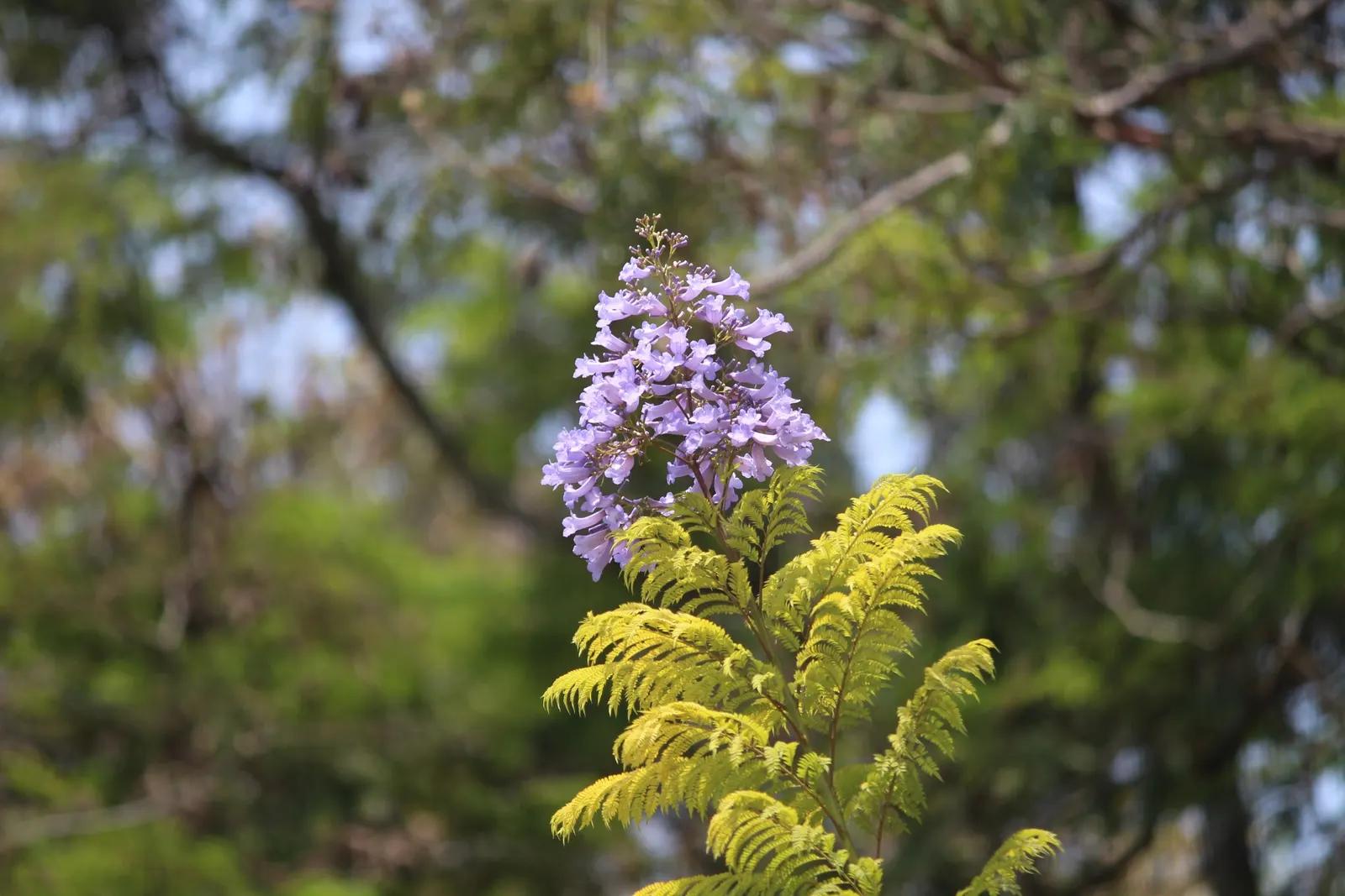 Jacaranda (Jacaranda Mimosifolia) — The Jacaranda mimosifolia, renowned for its captivating purple blossoms, thrives under full sun; prefers, image 126
