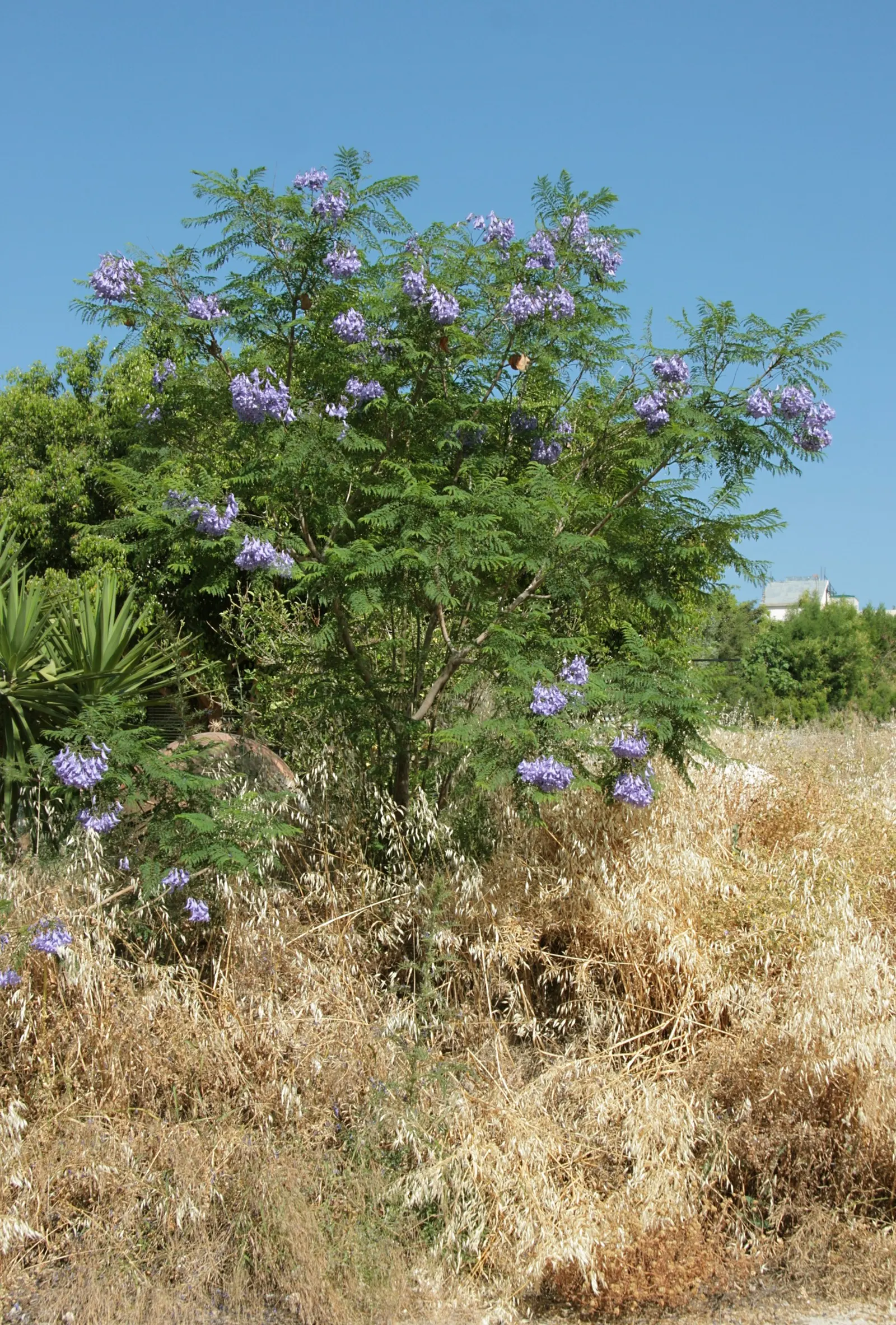 Jacaranda (Jacaranda Mimosifolia) — Plant in areas away from pools or walkways to avoid litter from fallen flowers; the Jacaranda requires ample, image 131
