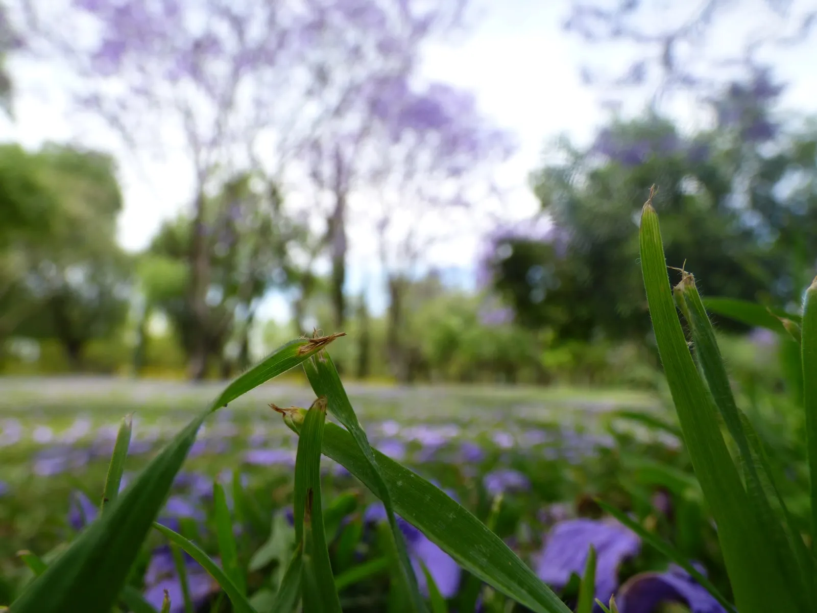 Jacaranda (Jacaranda Mimosifolia) — tree with blue blooms; and somewhat irregular crown, image 99