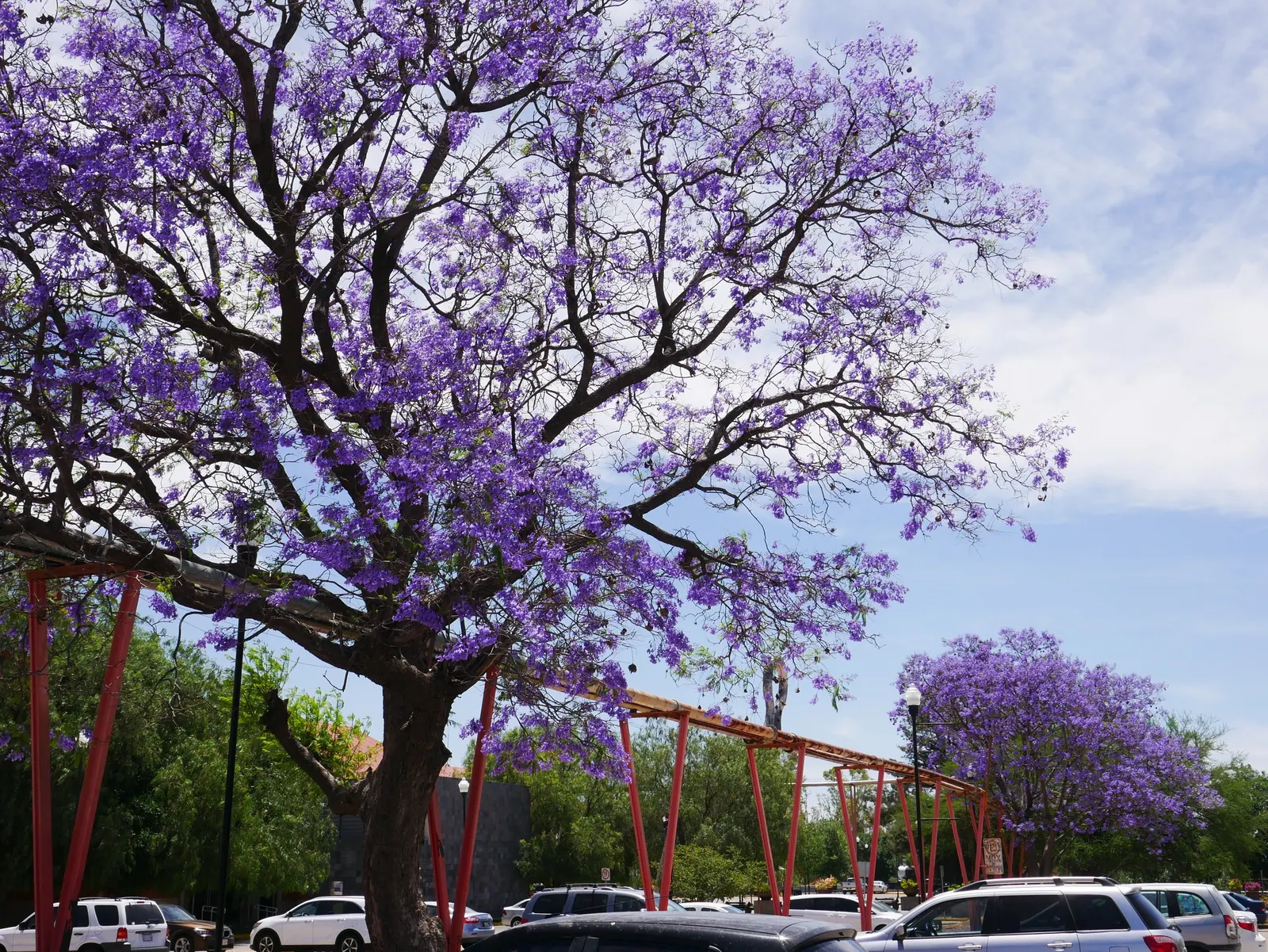 Jacaranda (Jacaranda Mimosifolia) — the Jacaranda requires ample space to accommodate its broad; while the tree is drought-tolerant once, image 114