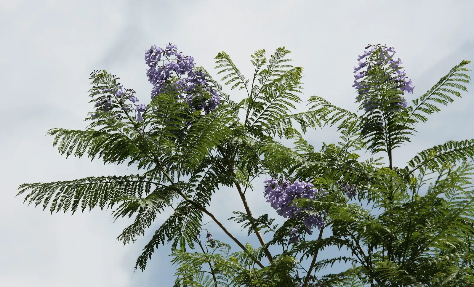 Jacaranda (Jacaranda Mimosifolia) — Its fern-like foliage offers dappled shade; which provides dappled shade and a delicate appearance.<br><br>When, image 128
