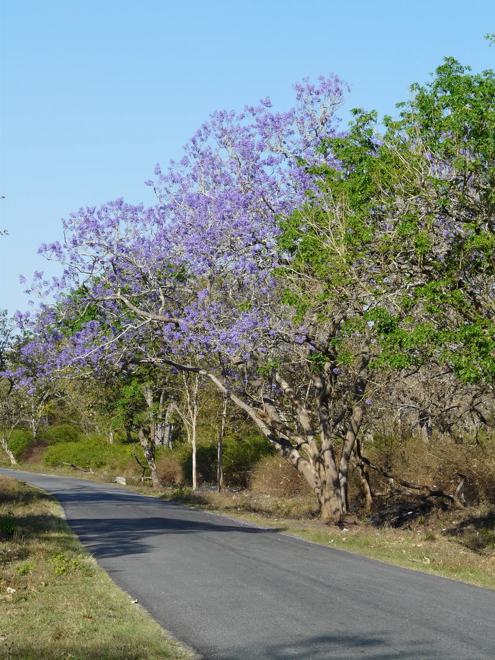Jacaranda (Jacaranda Mimosifolia) — and somewhat irregular crown; this deciduous tree matures to 25-50 feet in height and spreads 15-30 feet