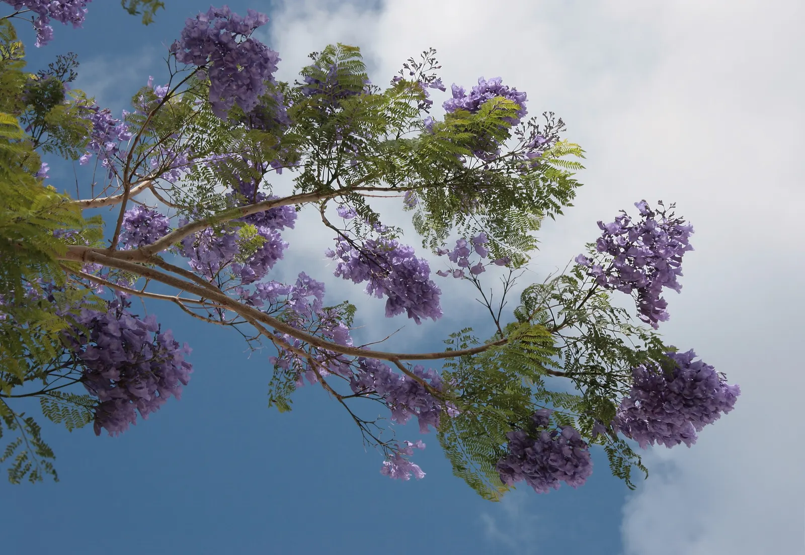 Jacaranda (Jacaranda Mimosifolia) — While the tree is drought-tolerant once established, it benefits from regular watering during dry spells; that create a