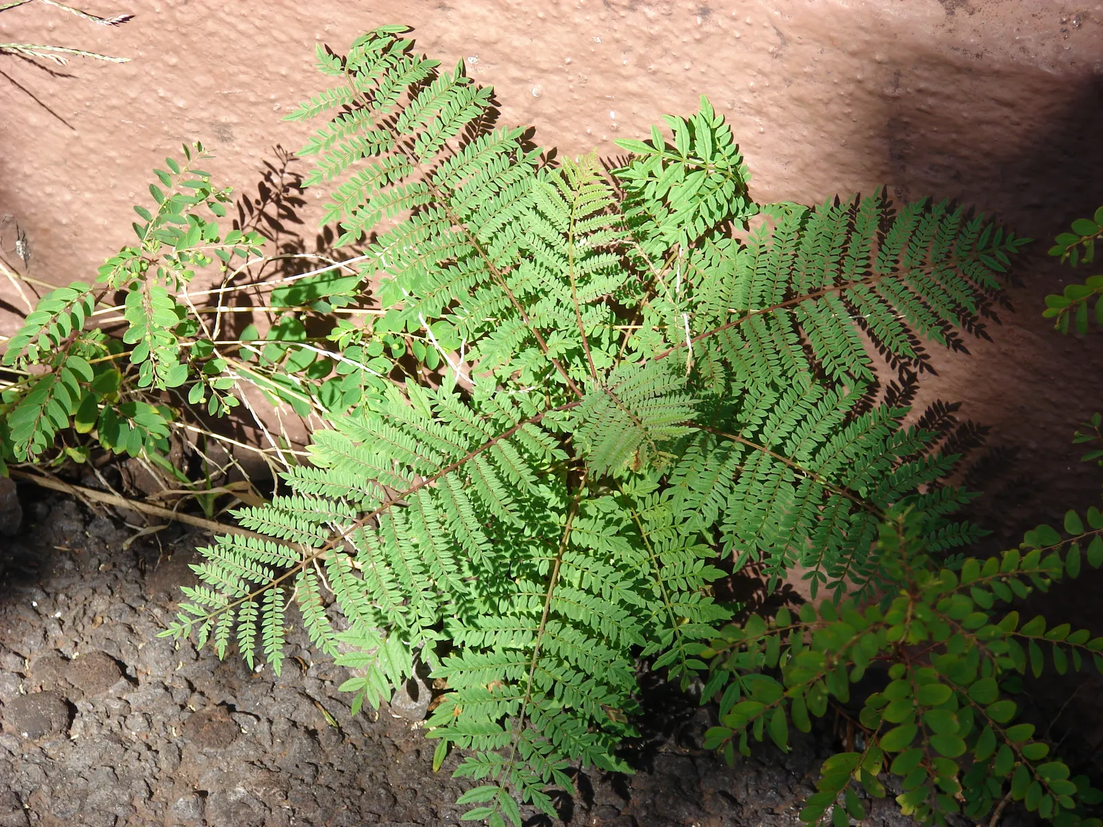 Jacaranda (Jacaranda Mimosifolia) — is a captivating tree appreciated for its stunning display of purple blossoms; its fern-like foliage offers, image 58