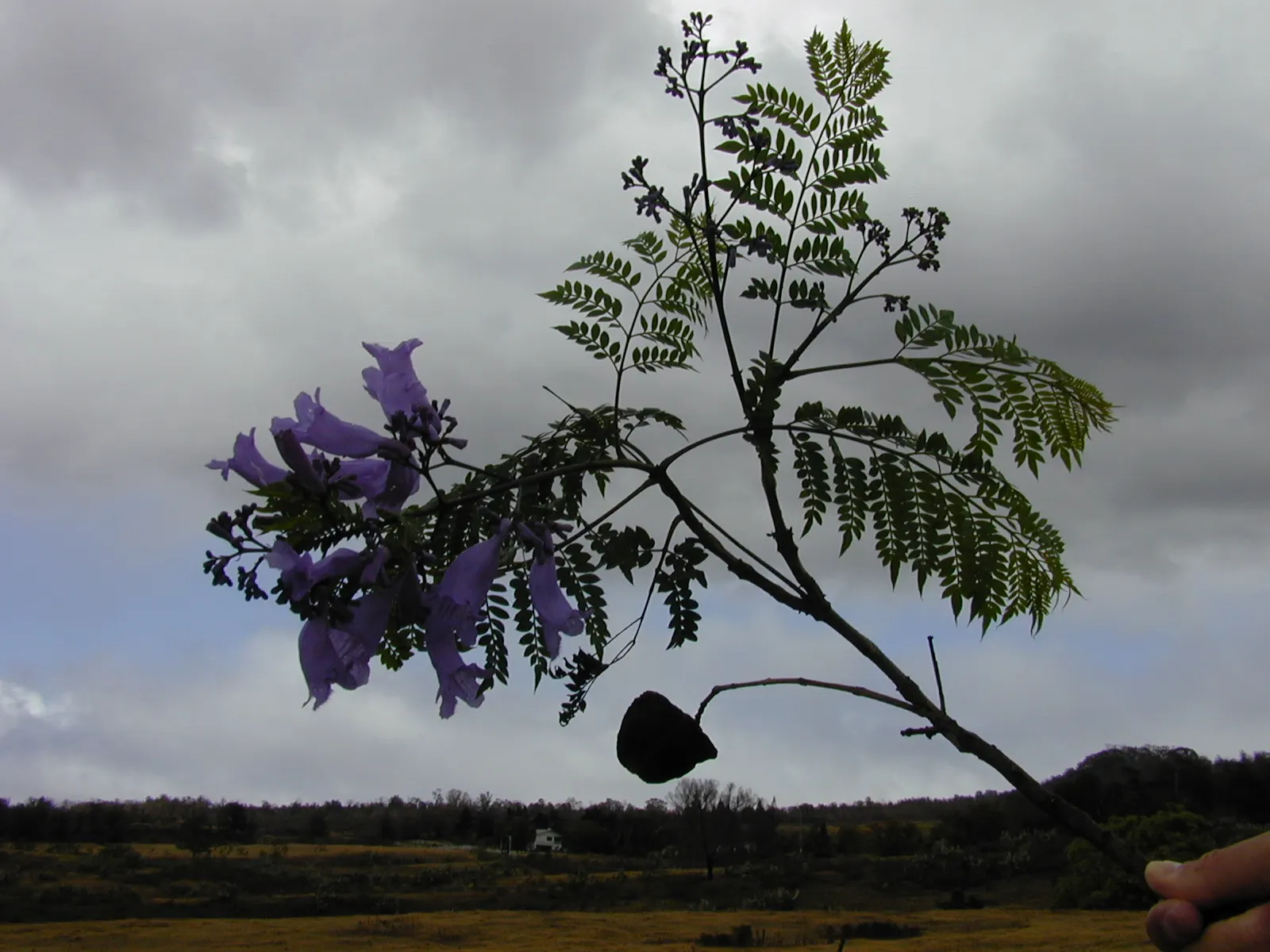 Jacaranda (Jacaranda Mimosifolia) — commonly referred to as just Jacaranda; with moderate growth rates of about 2 feet or more per year, image 57