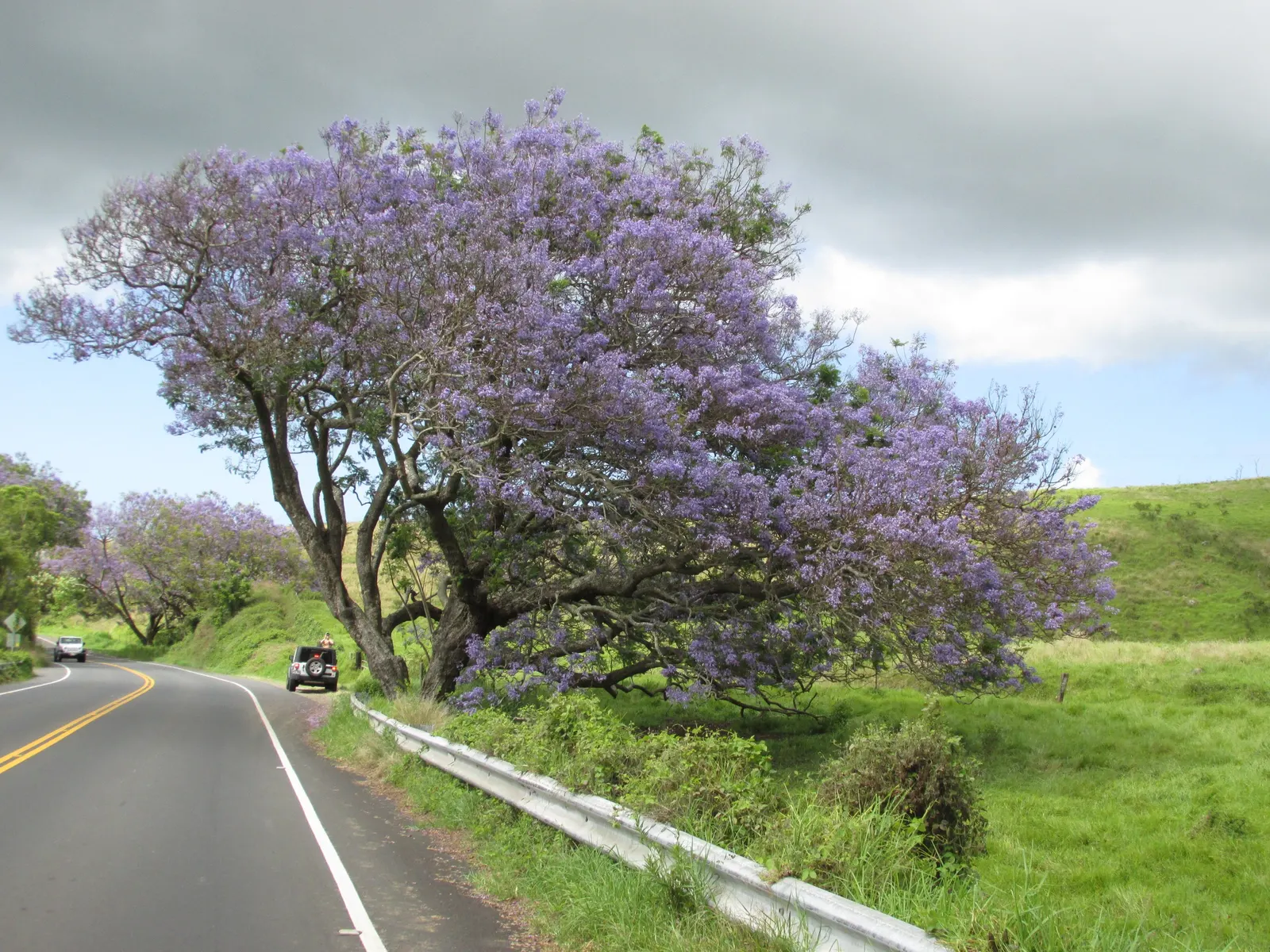 Jacaranda (Jacaranda Mimosifolia) — tree with blue blooms; and somewhat irregular crown, image 74