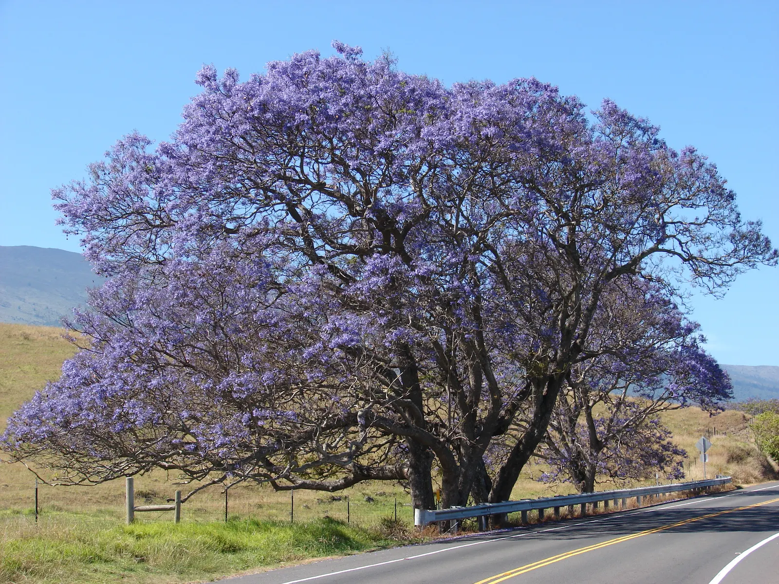 Jacaranda (Jacaranda Mimosifolia) — Blooms are best in warm climates (USDA zones 9-11) and add vibrant color to spring landscapes; commonly, image 55