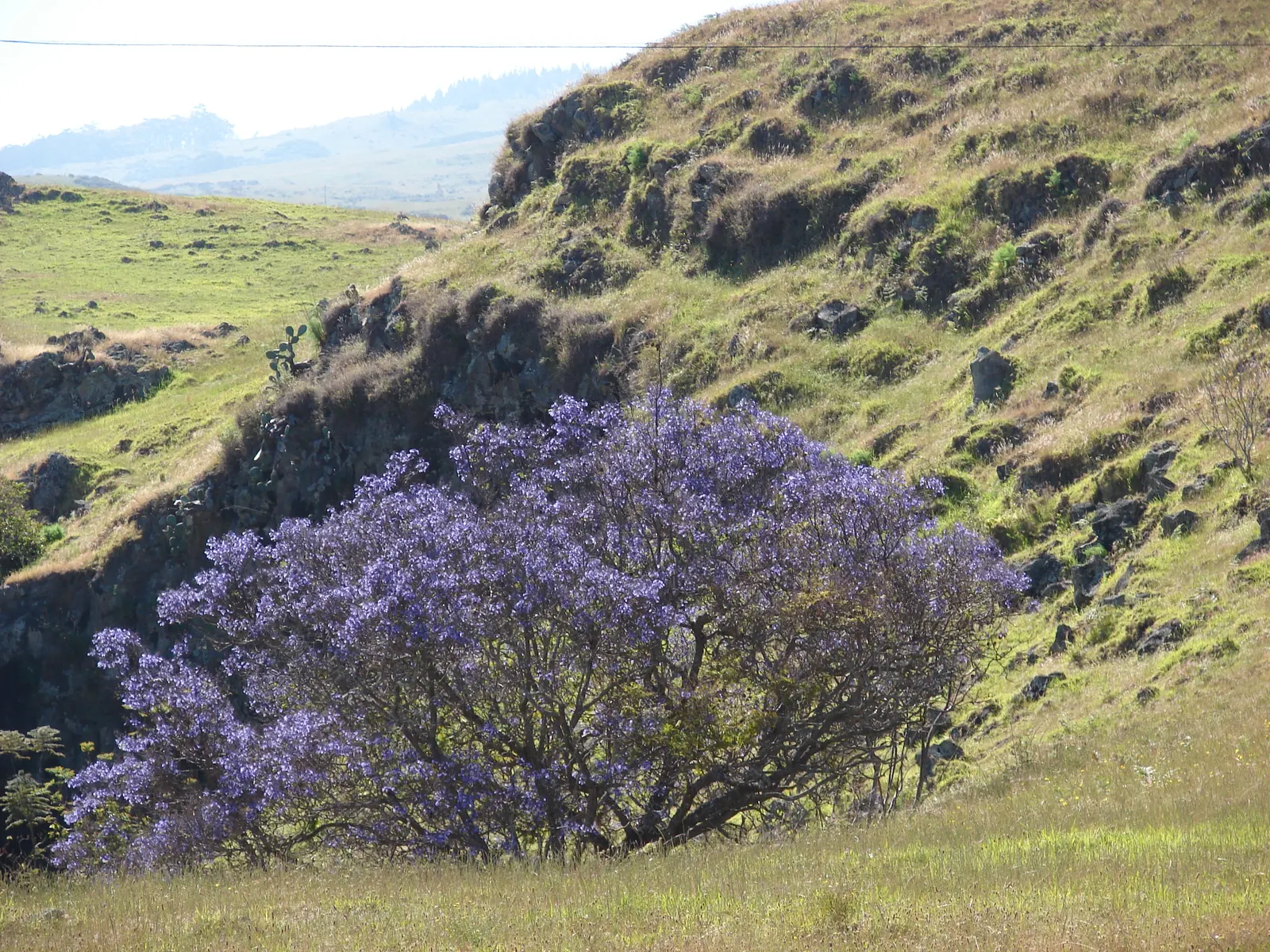 Jacaranda (Jacaranda Mimosifolia) — that create a vivid lavender-blue cloud of color; plant in areas away from pools or walkways to avoid litter, image 87