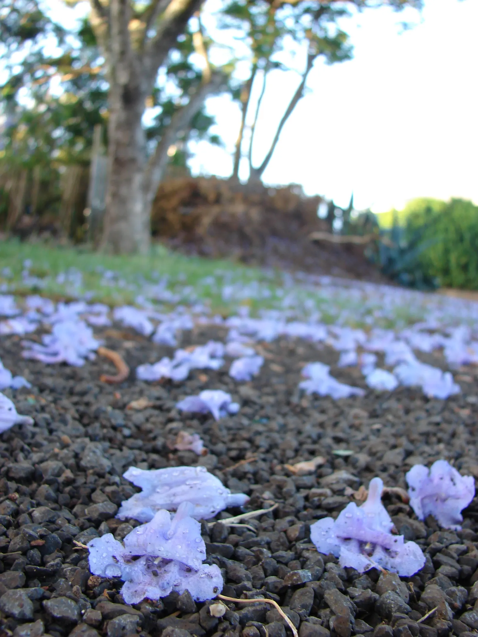 Jacaranda (Jacaranda Mimosifolia) — While the tree is drought-tolerant once established, it benefits from regular watering during dry spells; that, image 120