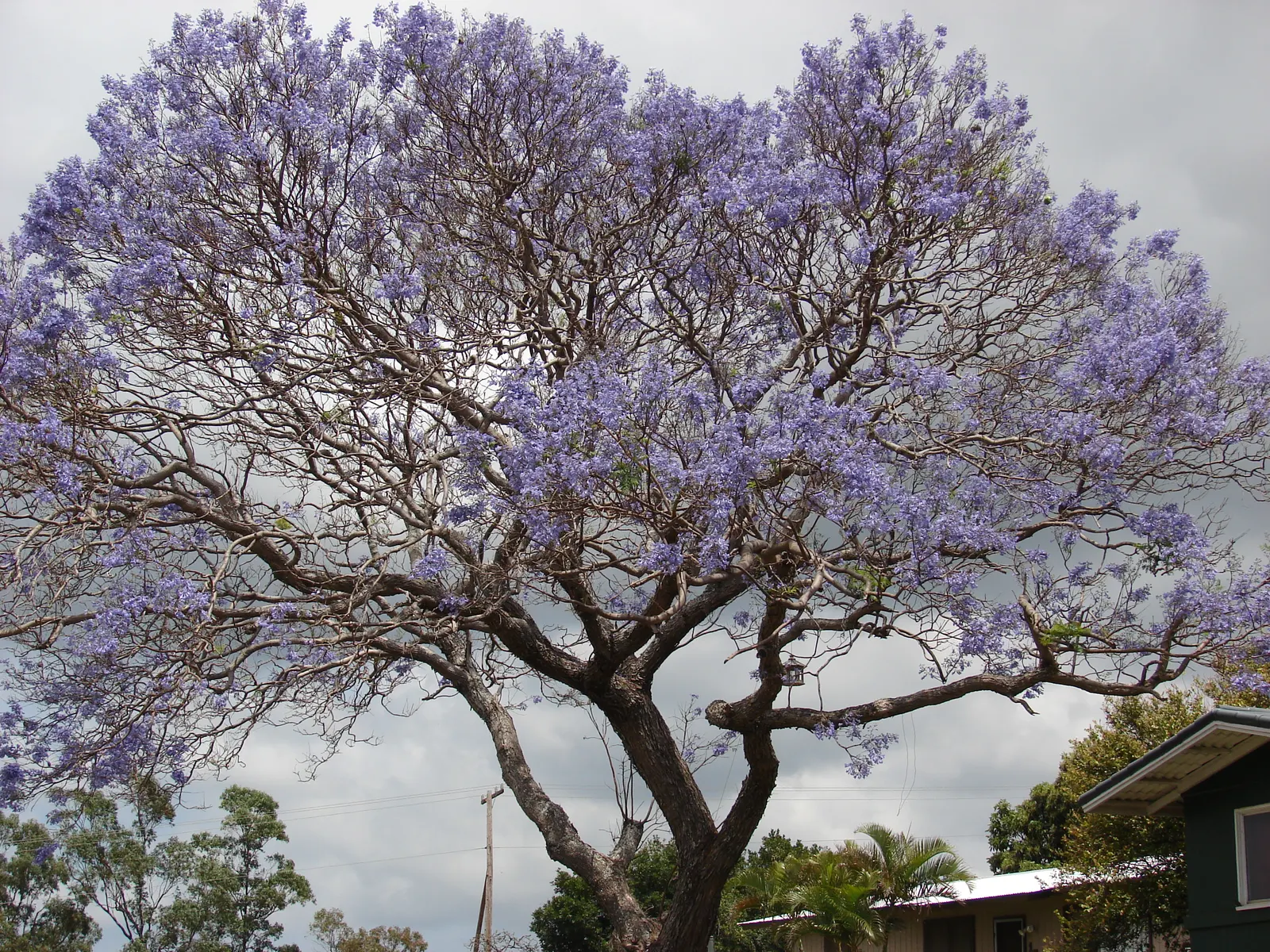 Jacaranda (Jacaranda Mimosifolia) — tree with blue blooms; and somewhat irregular crown