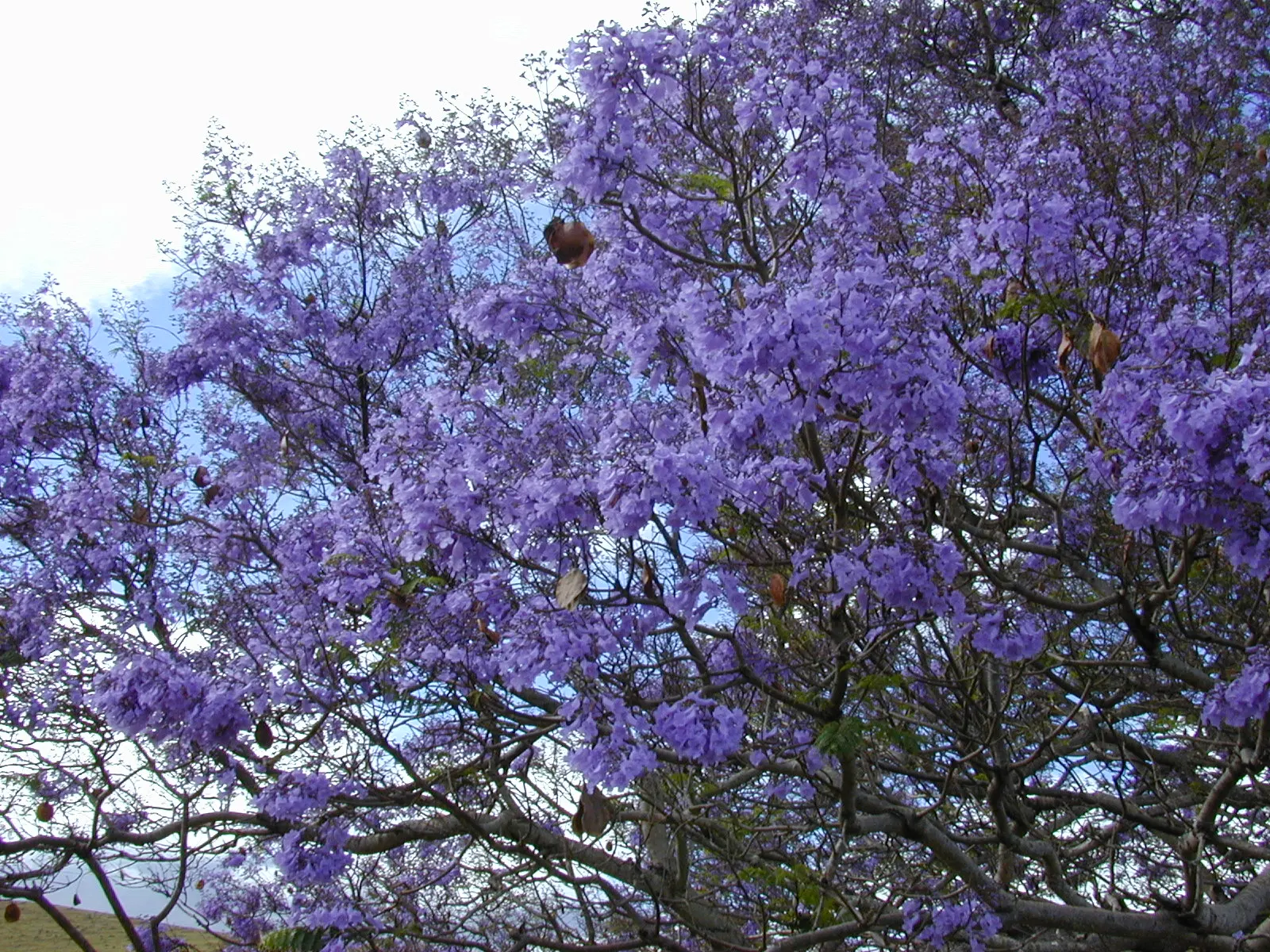 Jacaranda (Jacaranda Mimosifolia) — the Jacaranda comes to life with clusters of trumpet-shaped flowers; reminiscent of the mimosa tree, image 60