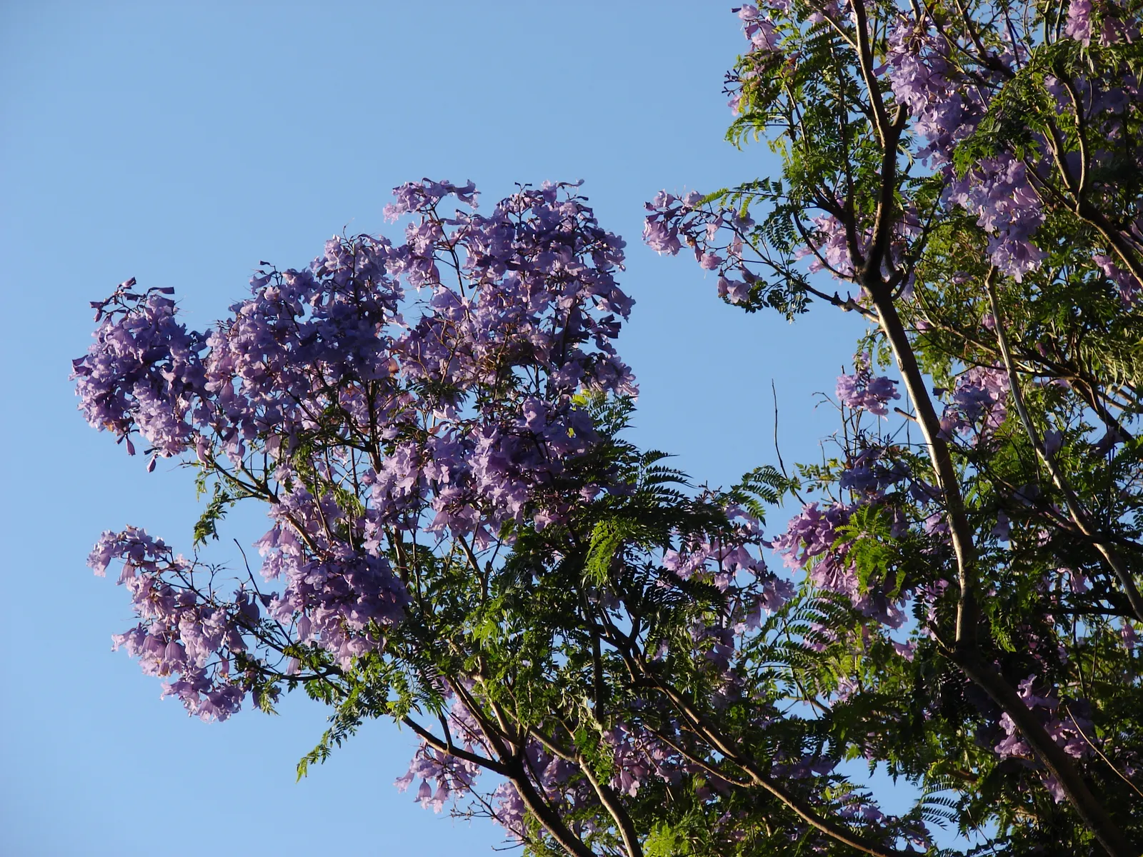 Jacaranda (Jacaranda Mimosifolia) — blue flowers in the garden; is a captivating tree appreciated for its stunning display of purple blossoms, image 123