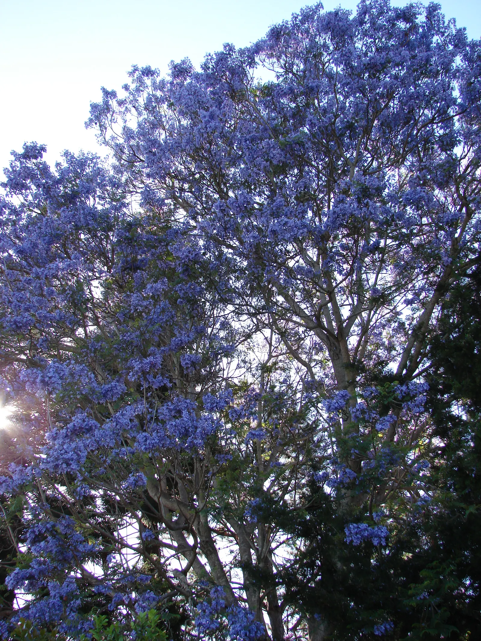 Jacaranda (Jacaranda Mimosifolia) — With moderate growth rates of about 2 feet or more per year; it's important to consider its preference for full, image 71
