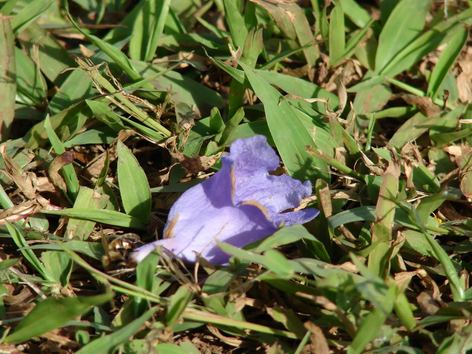 Jacaranda (Jacaranda Mimosifolia) — With moderate growth rates of about 2 feet or more per year; it's important to consider its preference for full, image 121