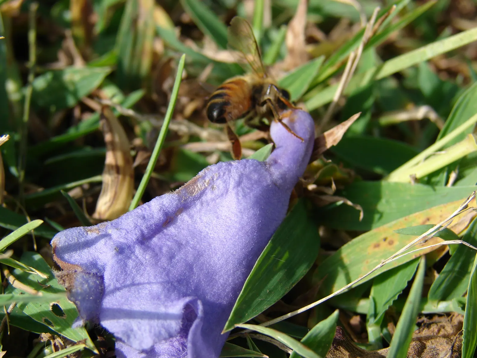 Jacaranda (Jacaranda Mimosifolia) — particularly parts of Brazil and Argentina; the Jacaranda comes to life with clusters of trumpet-shaped flowers, image 84