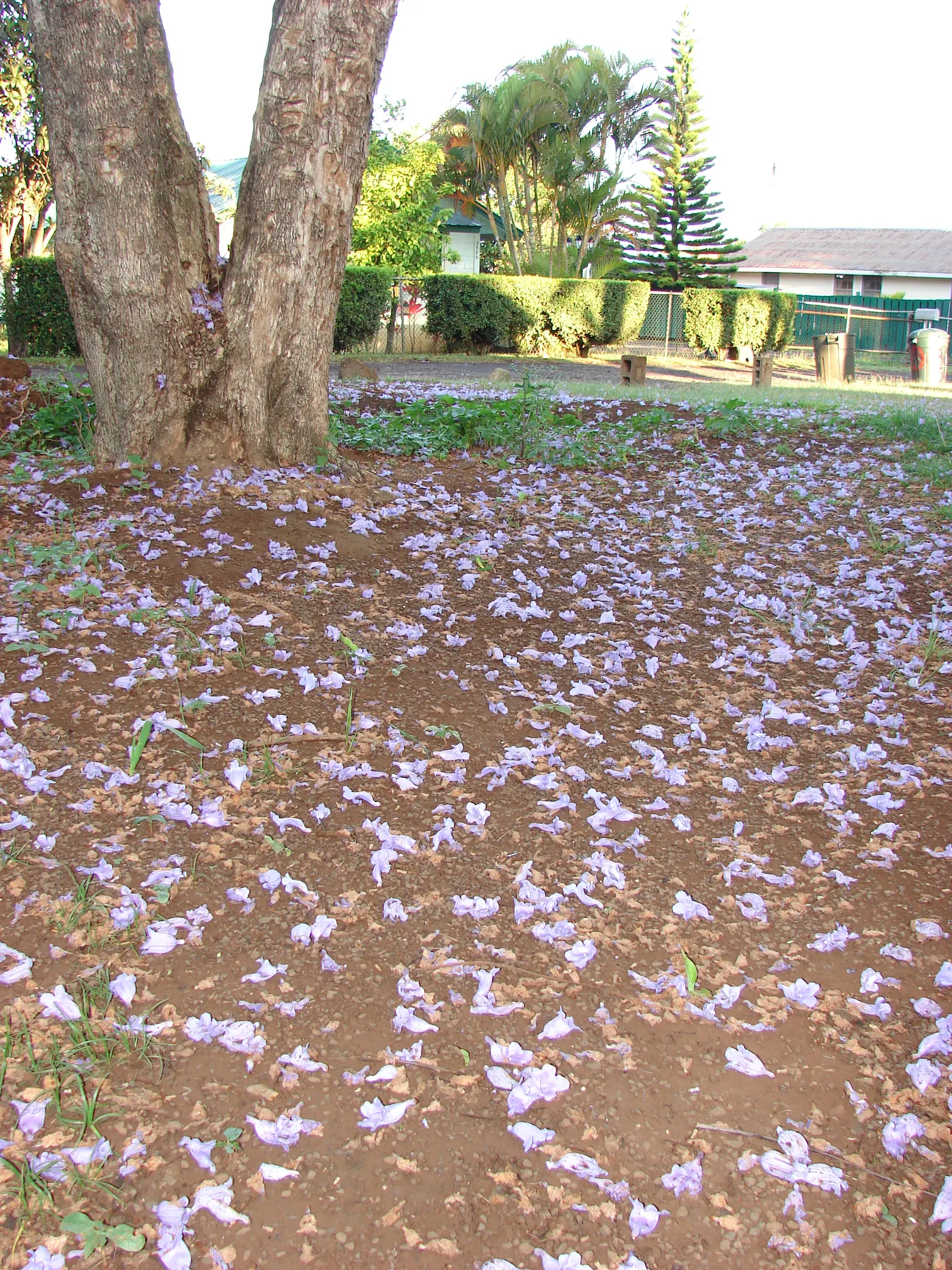 Jacaranda (Jacaranda Mimosifolia) — which provides dappled shade and a delicate appearance.<br><br>When planning for the Jacaranda; blue flowers in, image 68