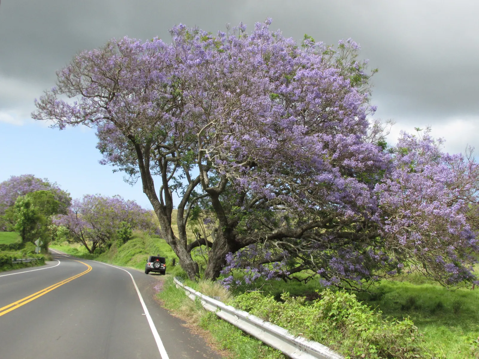 Jacaranda (Jacaranda Mimosifolia) — the Jacaranda requires ample space to accommodate its broad; while the tree is drought-tolerant once, image 64
