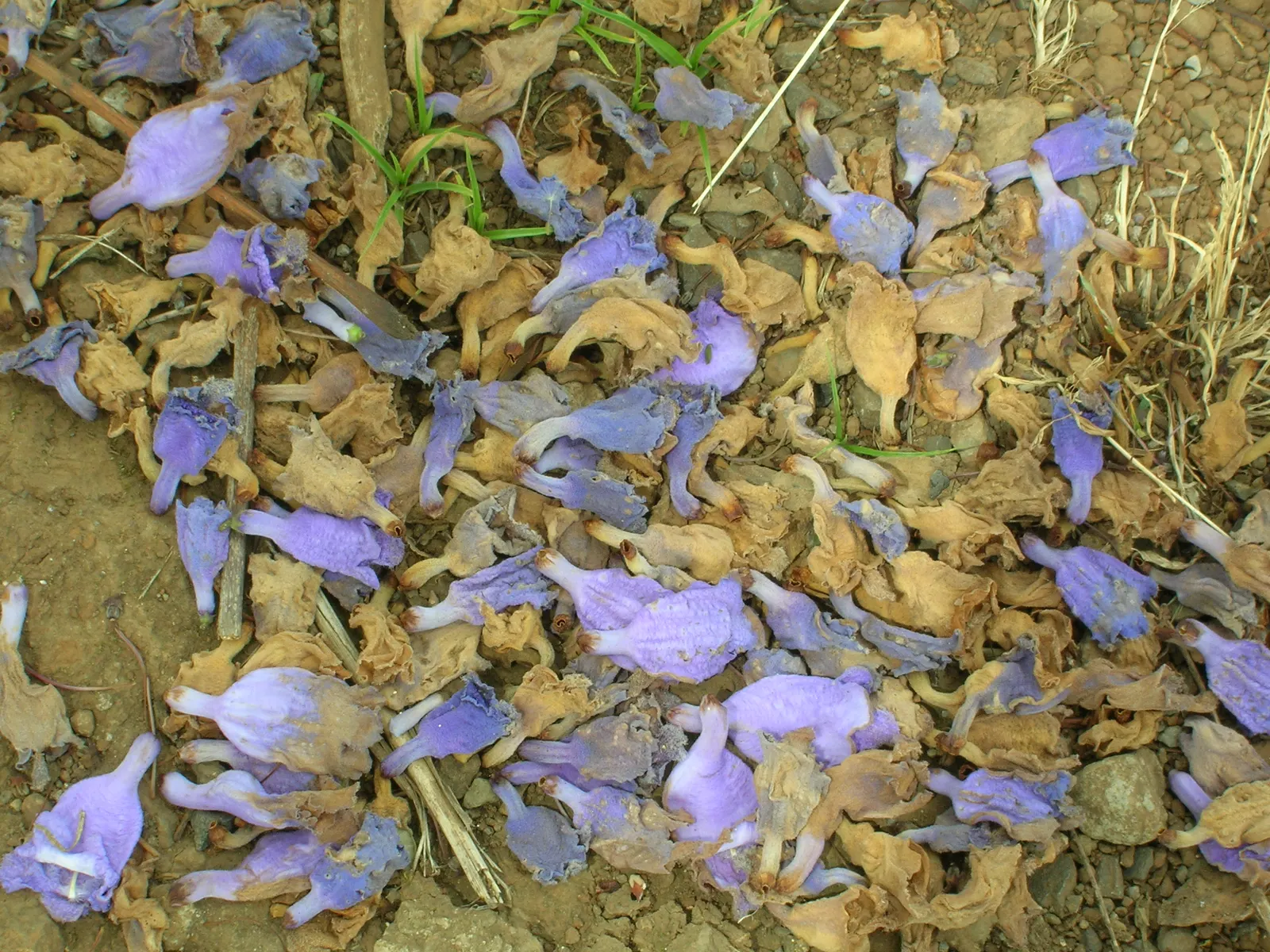 Jacaranda (Jacaranda Mimosifolia) — particularly parts of Brazil and Argentina; the Jacaranda comes to life with clusters of trumpet-shaped flowers, image 59