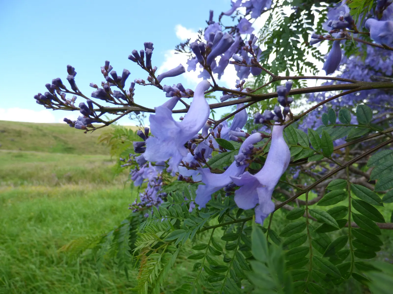 Jacaranda (Jacaranda Mimosifolia) — the tree provides a breathtaking spectacle, image 63