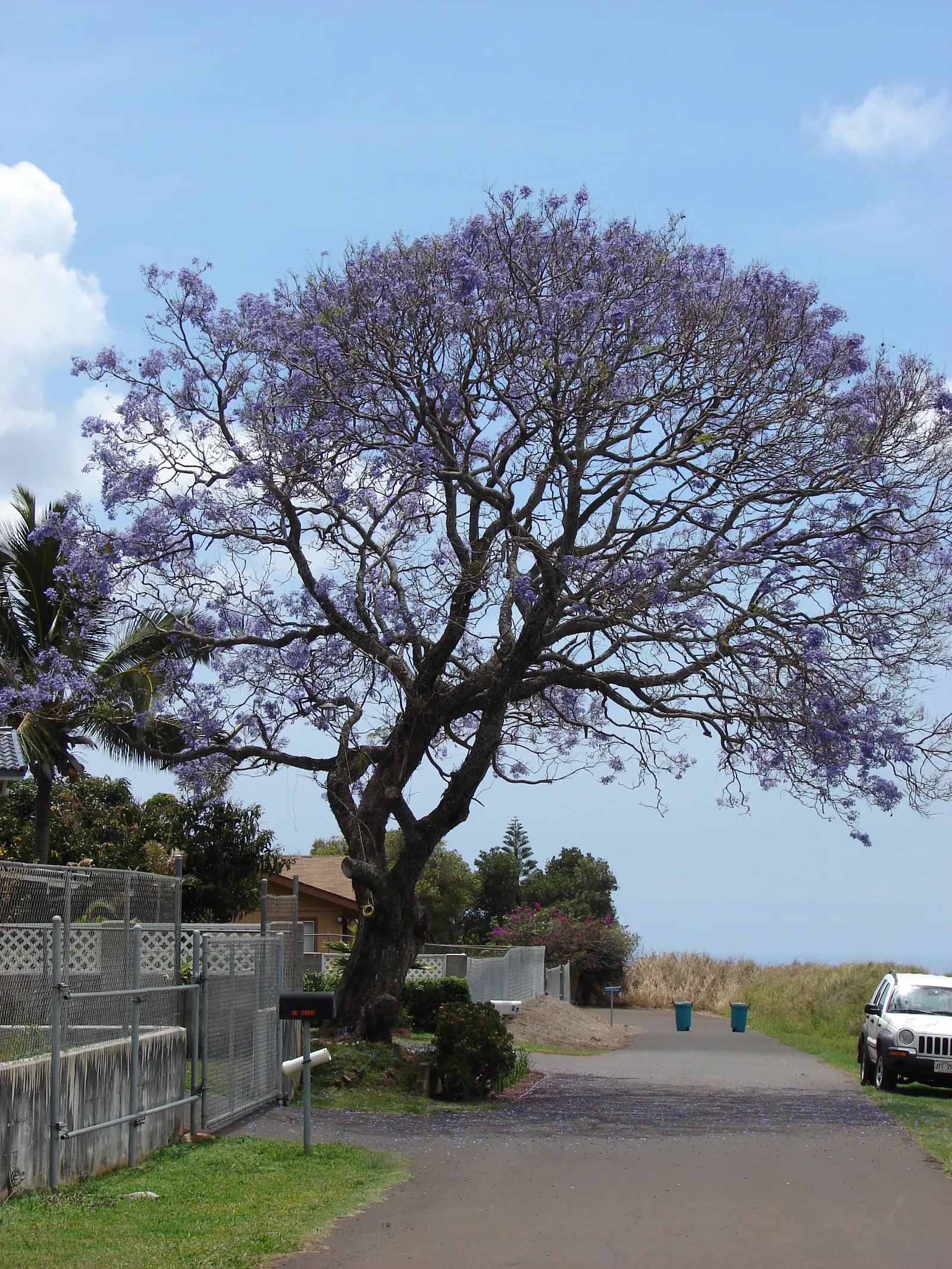 Jacaranda (Jacaranda Mimosifolia) — tree for full; and streetscapes looking to add a tropical or subtropical touch
