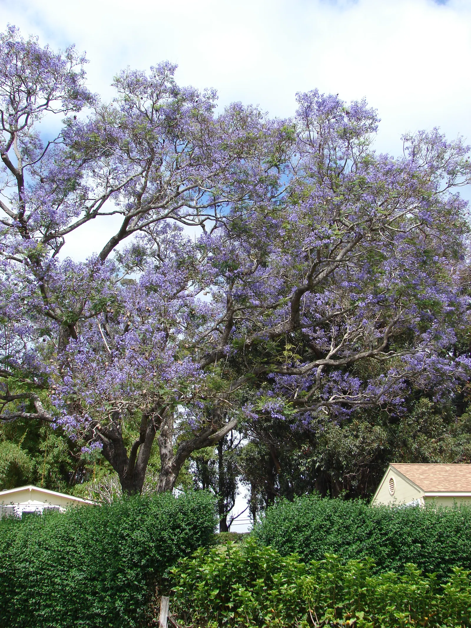 Jacaranda (Jacaranda Mimosifolia) — blue flowers in the garden; is a captivating tree appreciated for its stunning display of purple blossoms