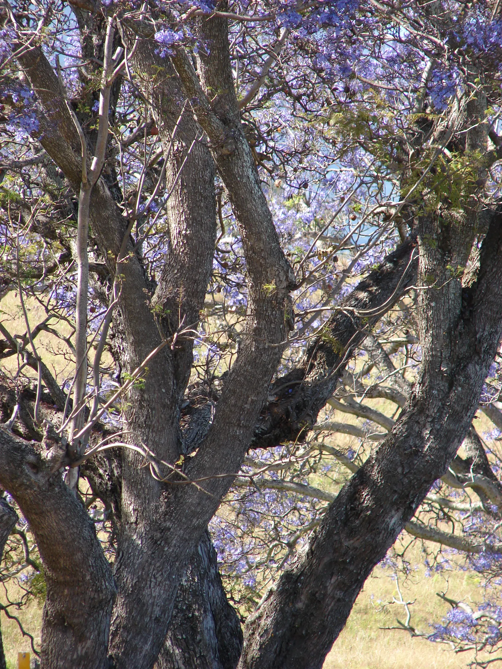 Jacaranda (Jacaranda Mimosifolia) — commonly referred to as just Jacaranda; with moderate growth rates of about 2 feet or more per year, image 82